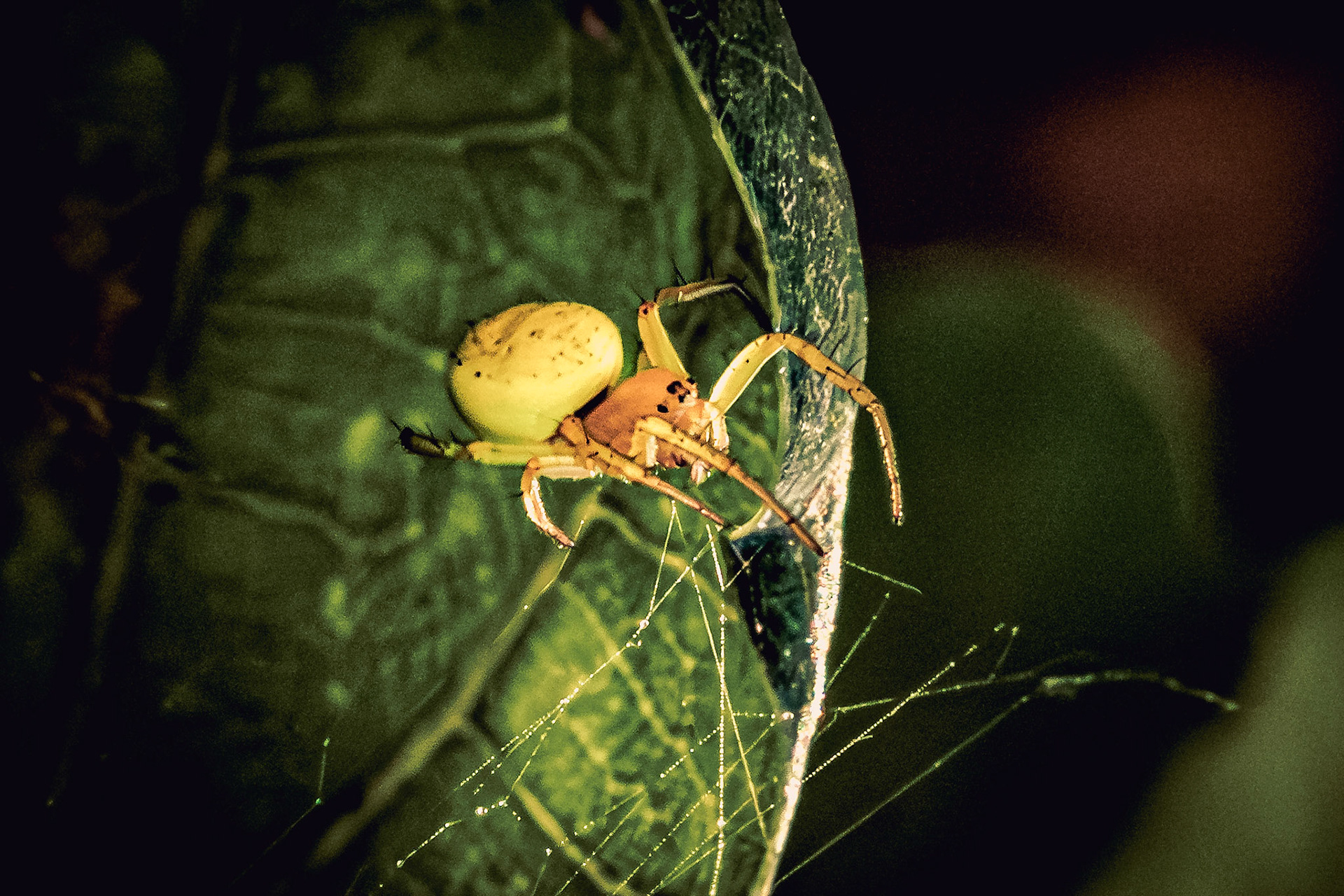 Araniella cucurbitina