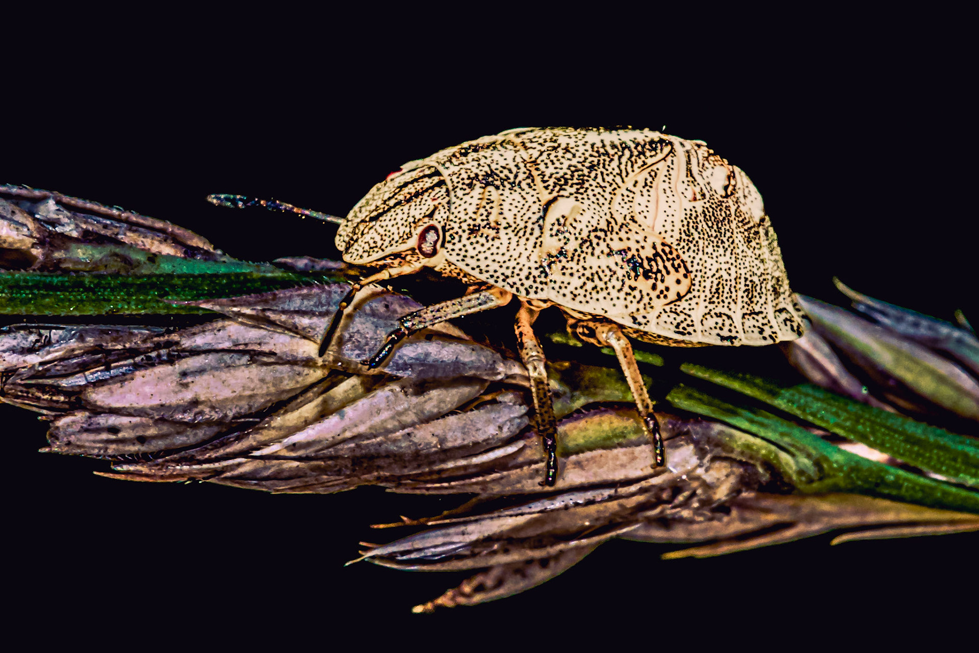 Pentatomoidea