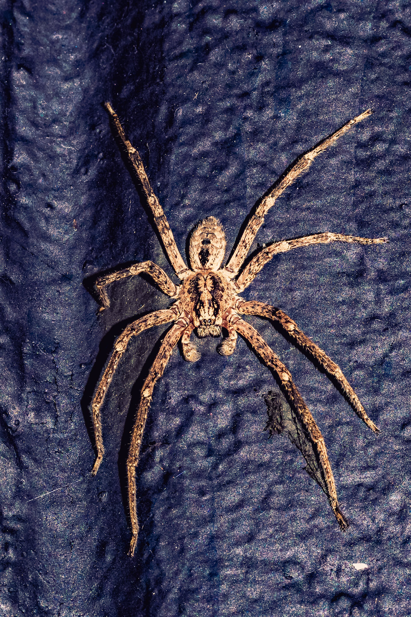 Zoropsis spinimana