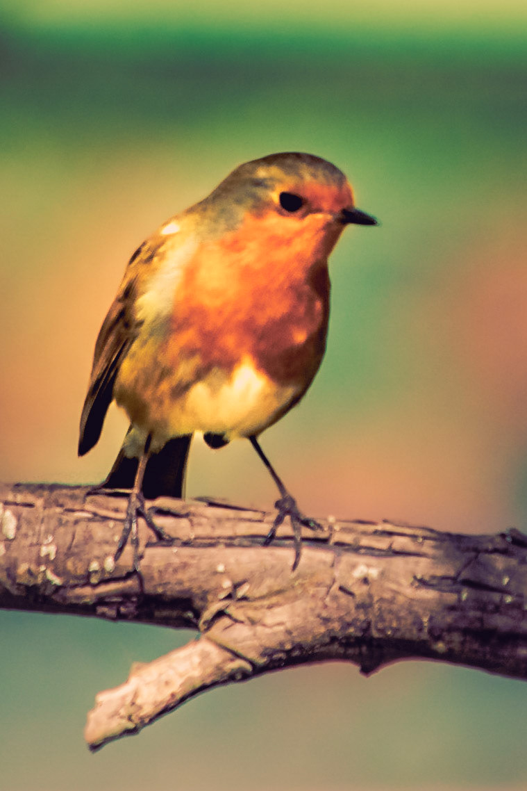 Erithacus rubecula