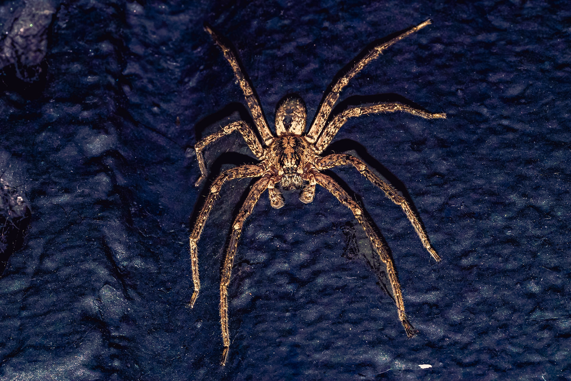 Zoropsis spinimana