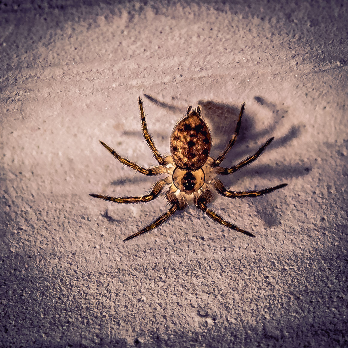 Oecobius