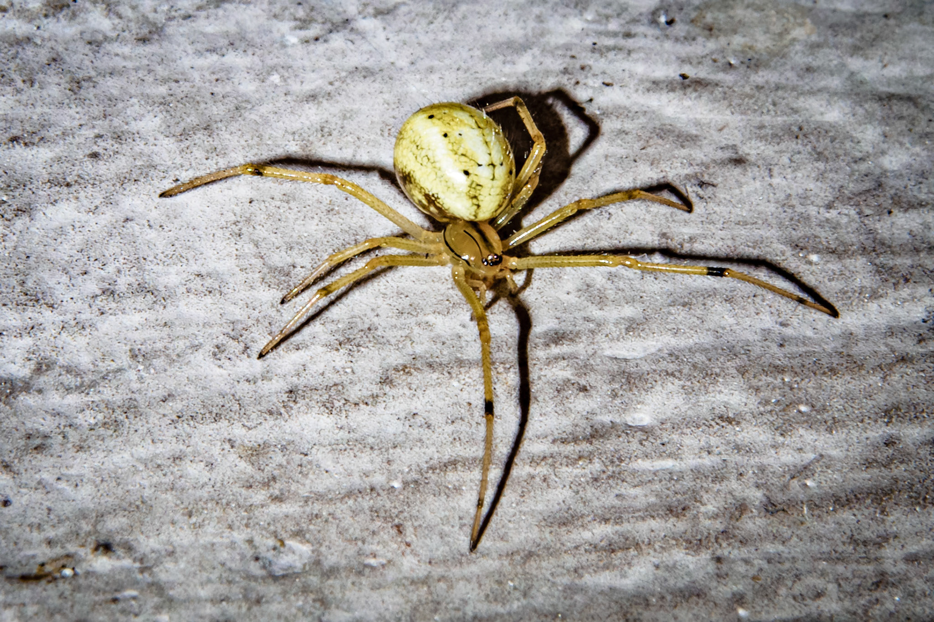 Enoplognatha ovata