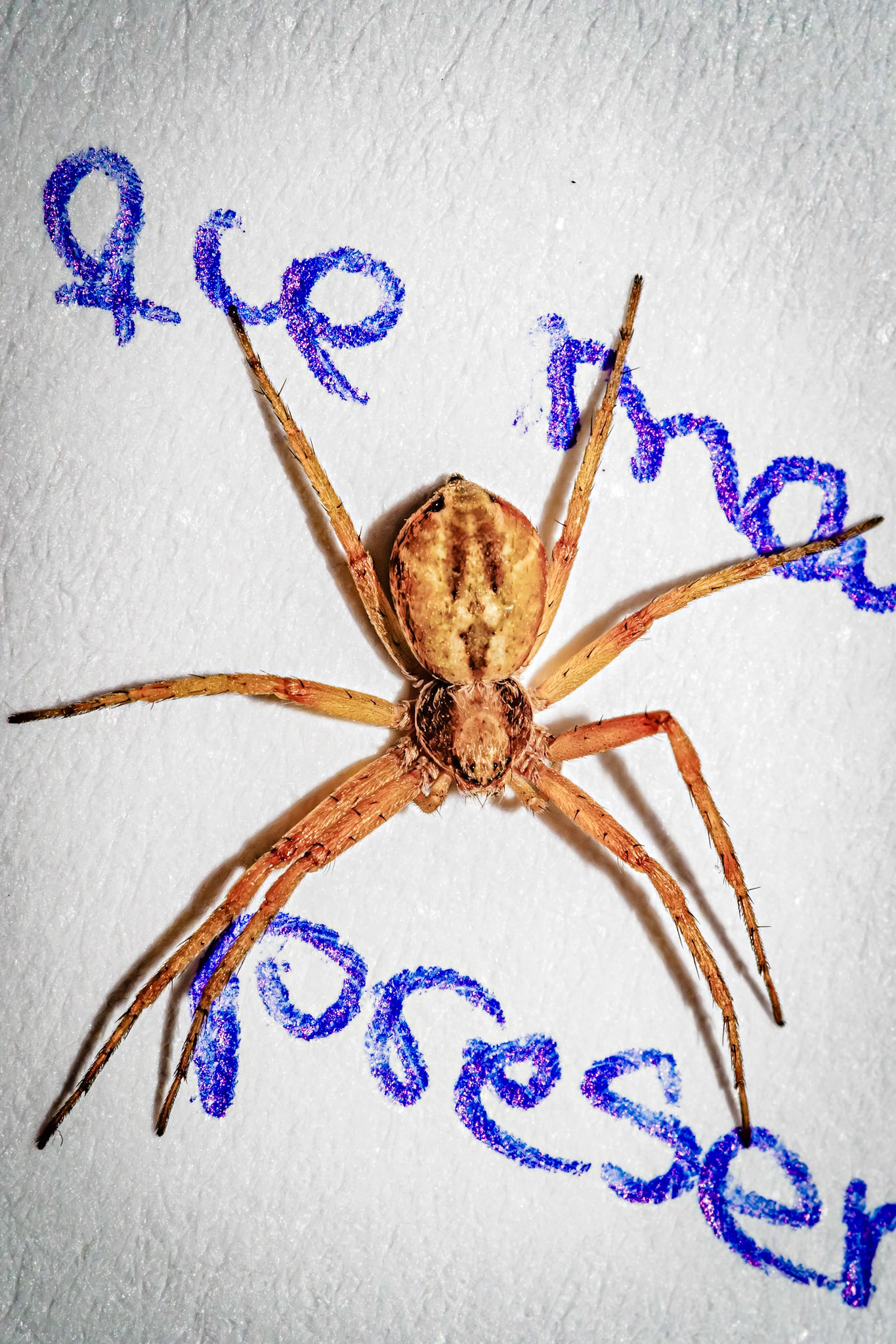 Philodromus sp.