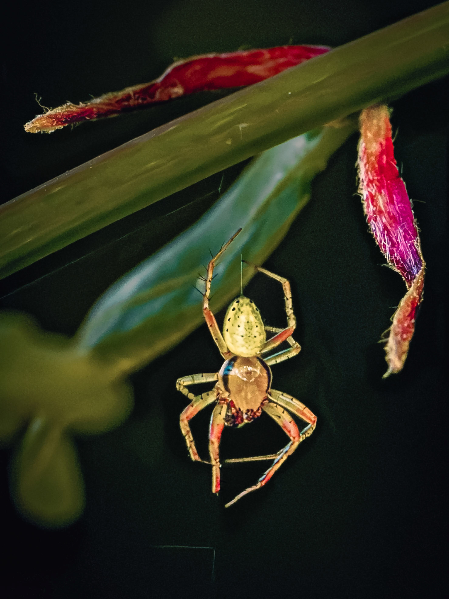 Araniella cucurbitina