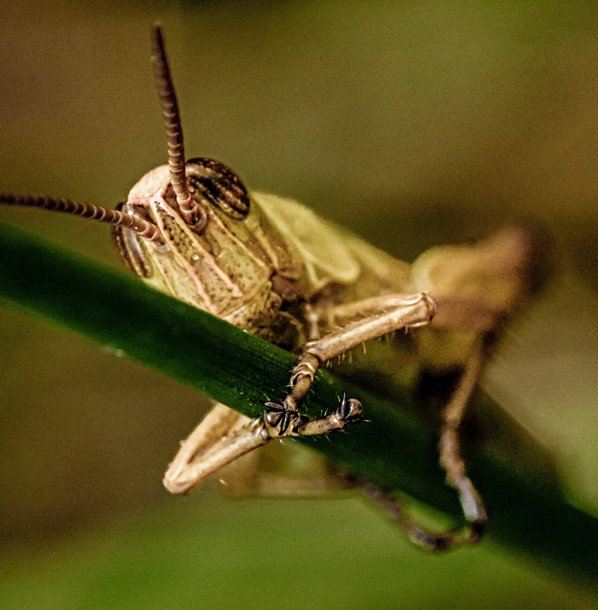 Caelifera