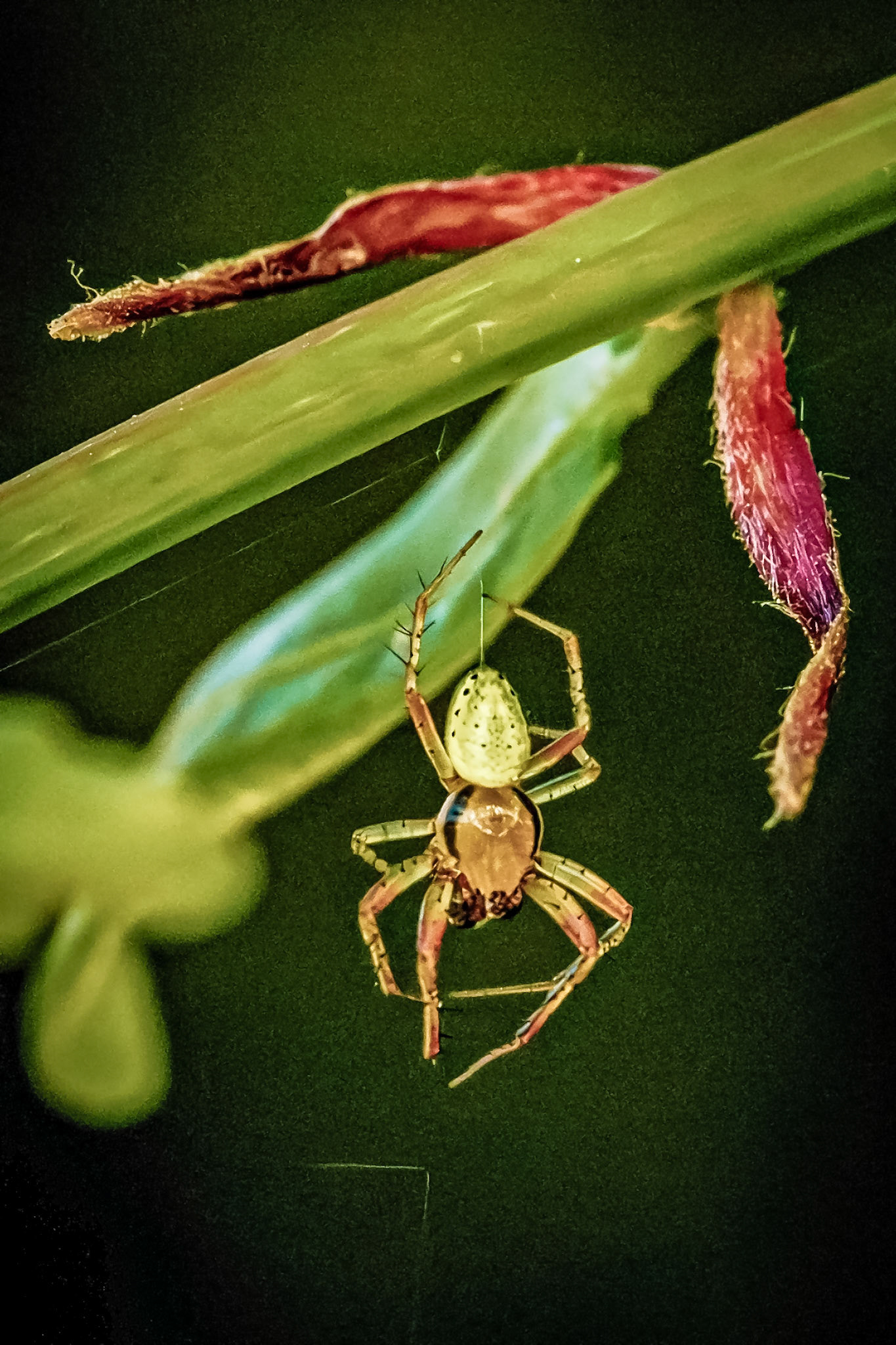 Araniella cucurbitina