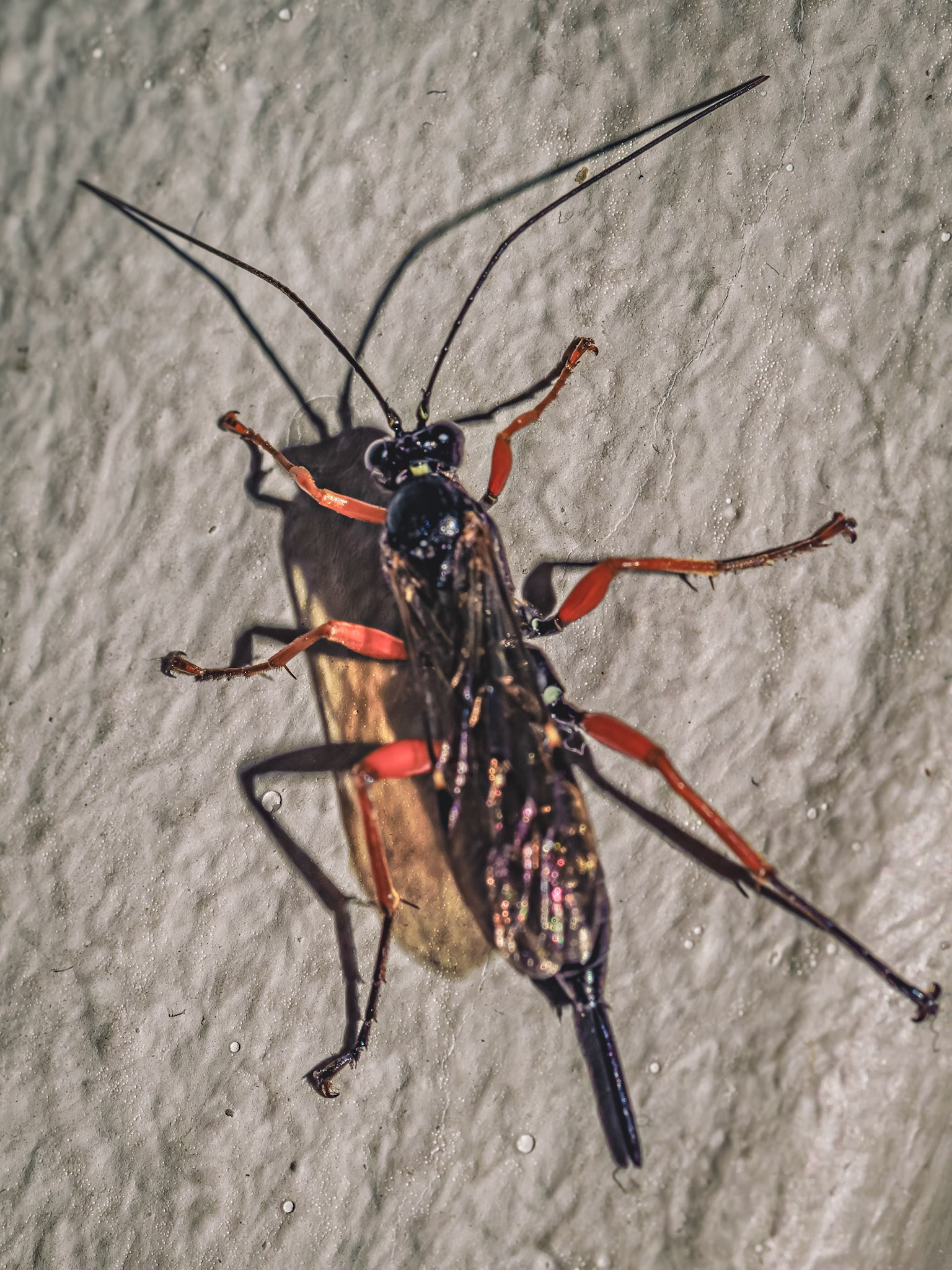 Pimplinae