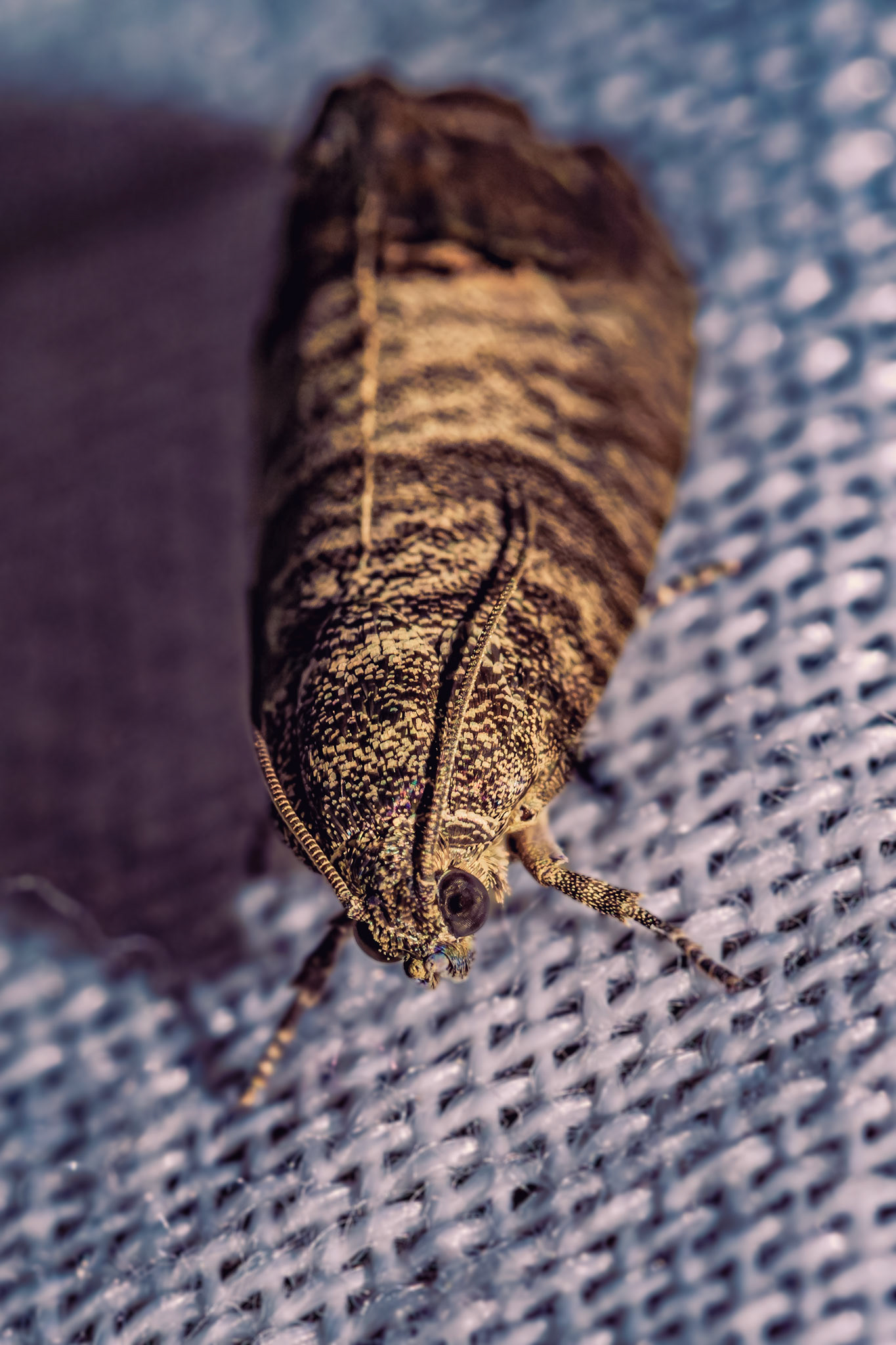Cydia pomonella