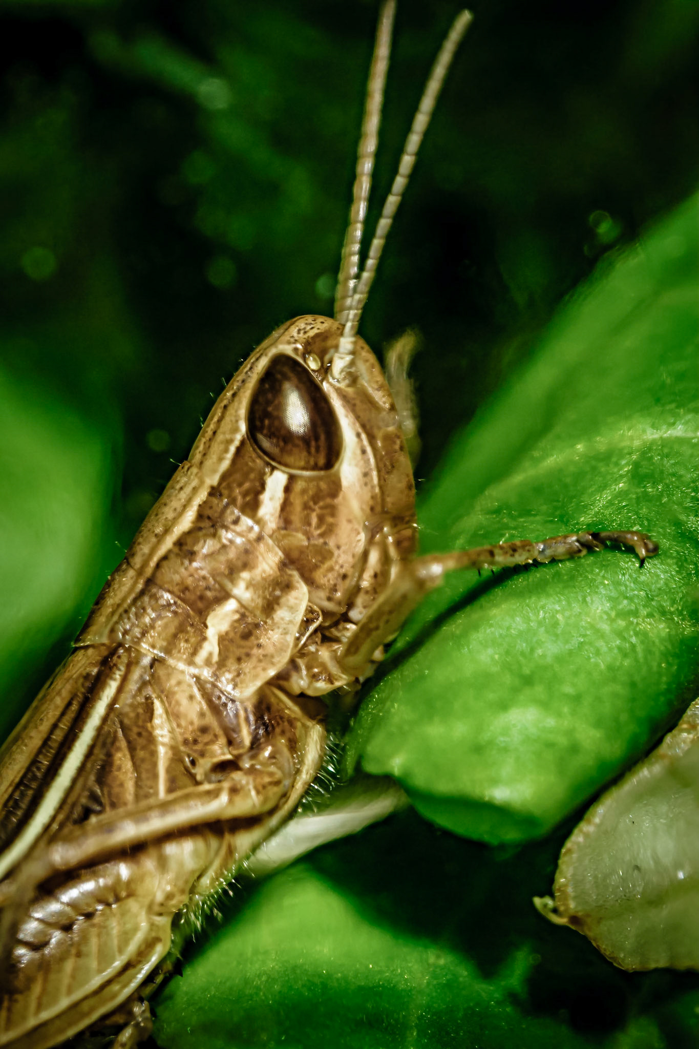 Caelifera
