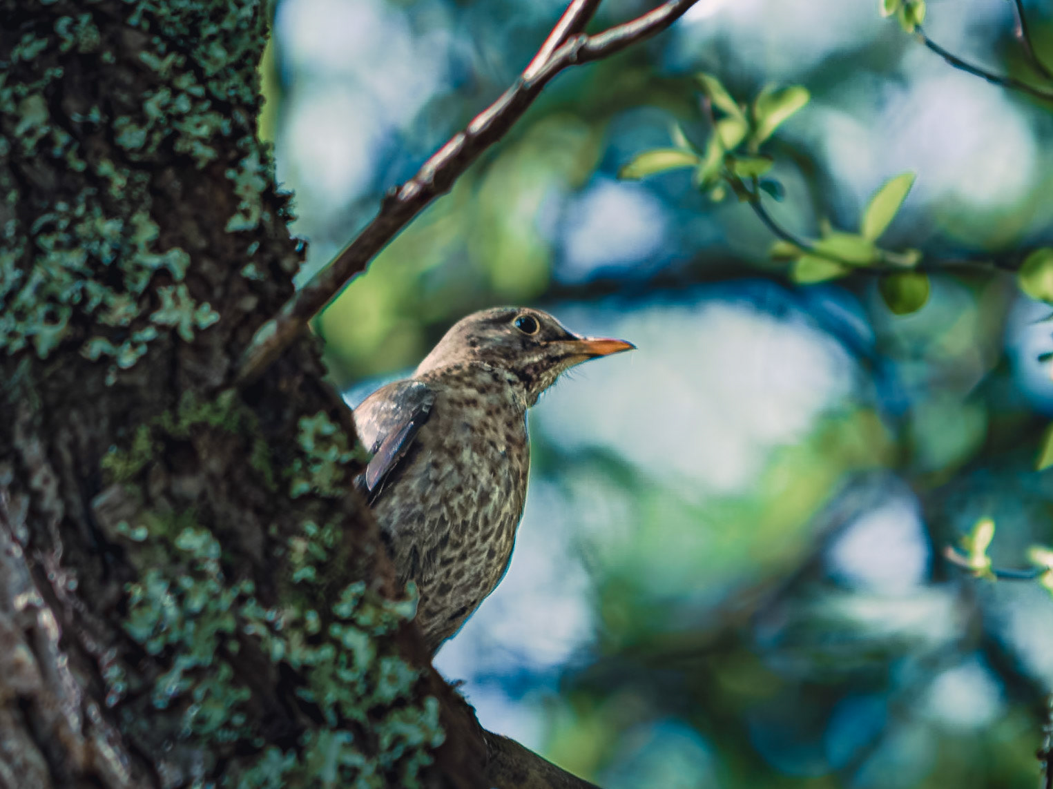 Turdus merula hembra