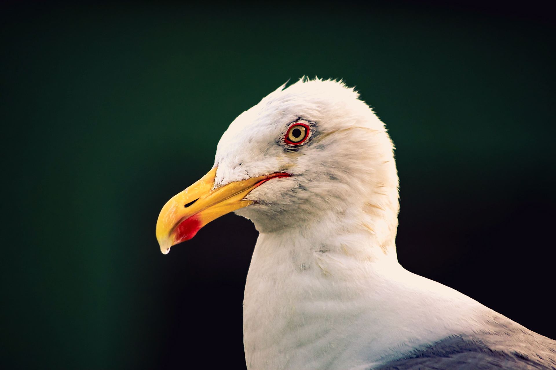 Larus dominicanus