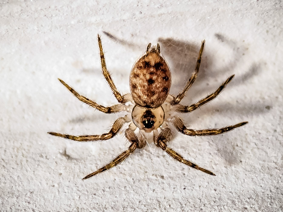 Oecobius