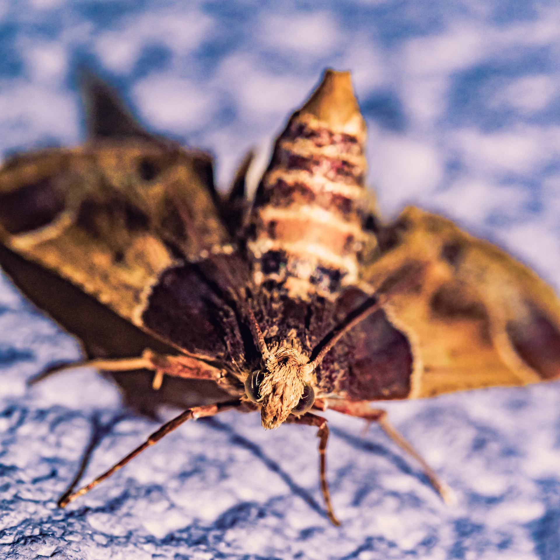 Pyralis farinalis