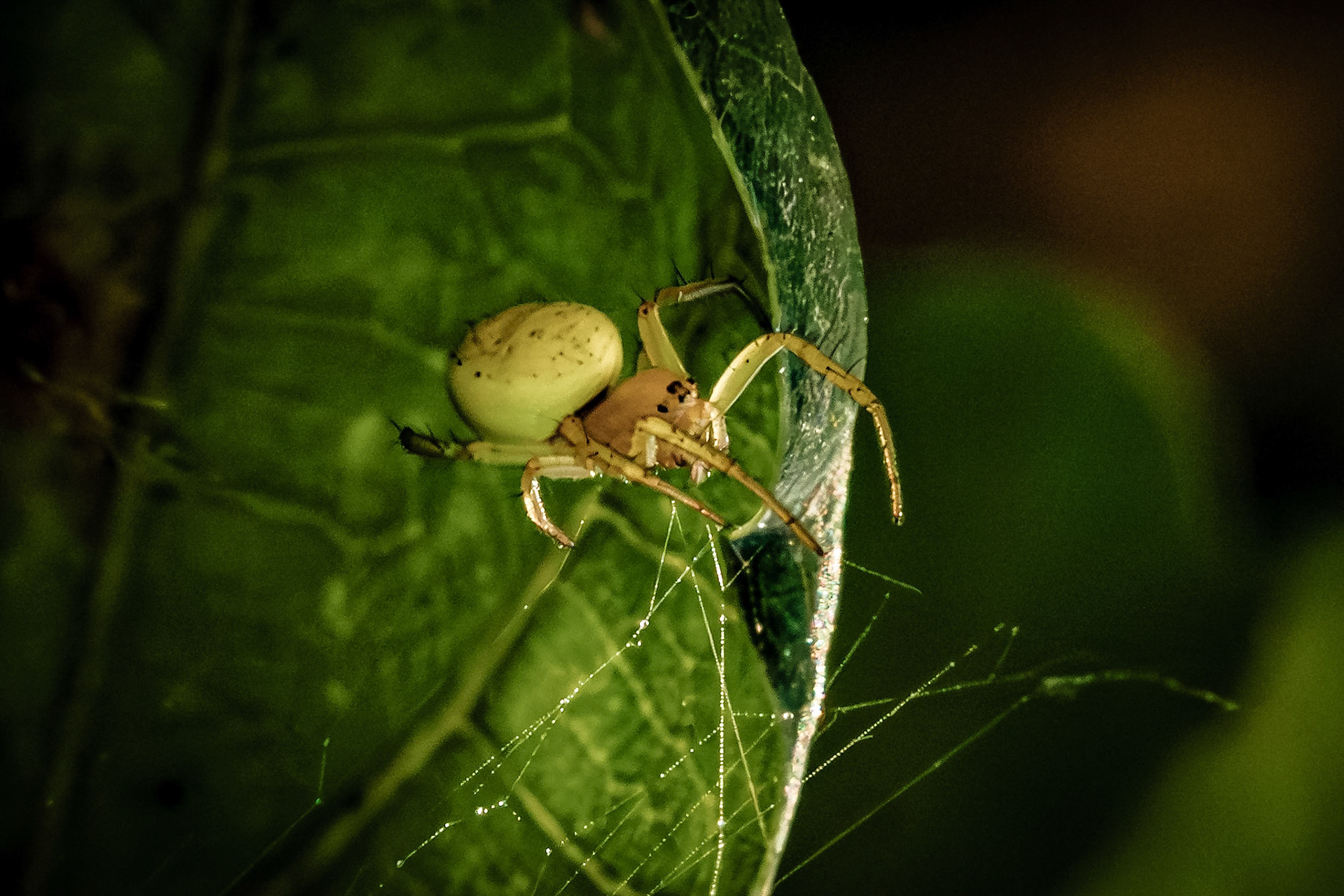 Araniella cucurbitina