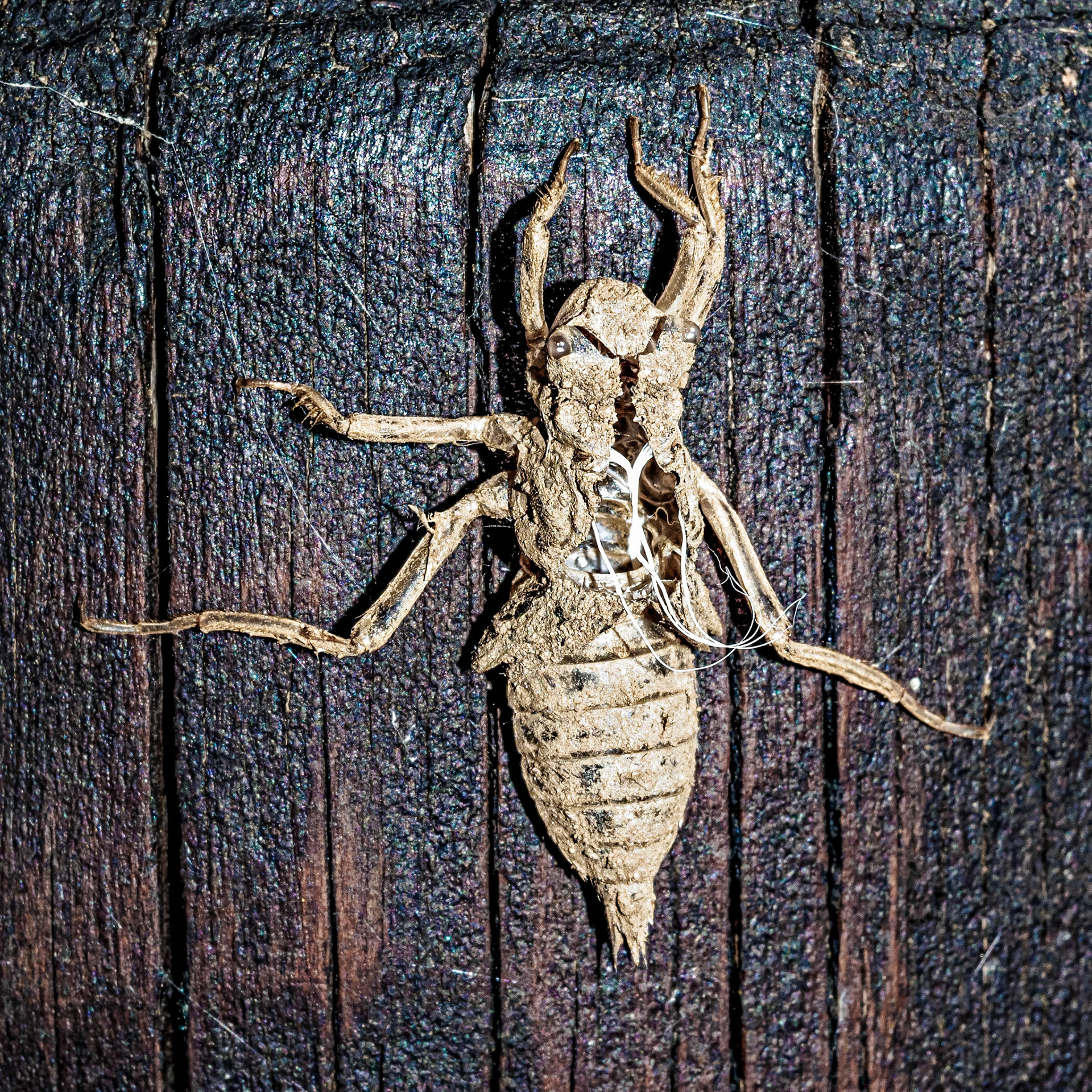 Anisoptera