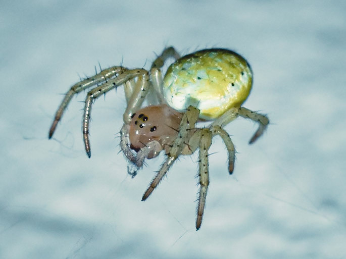 Araniella cucurbitina