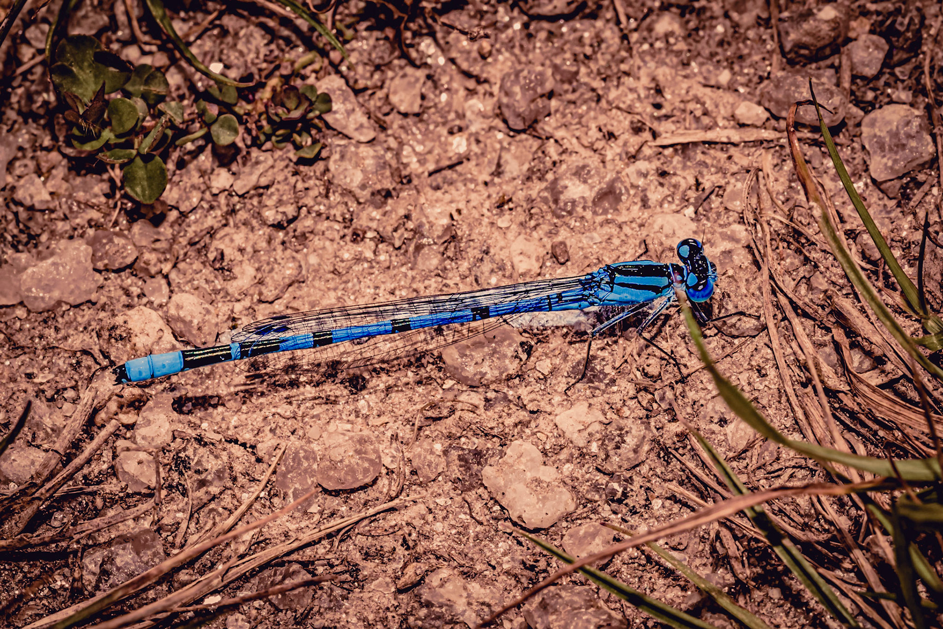 Enallagma cyathigerum