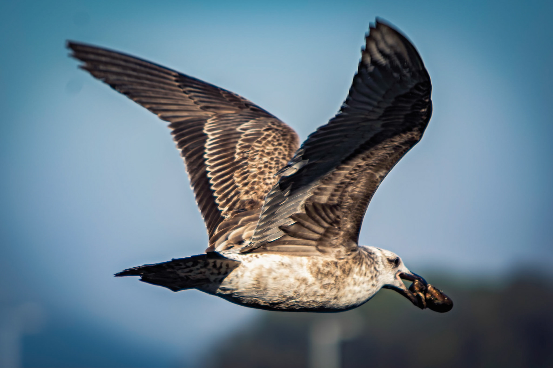 Larus michahellis