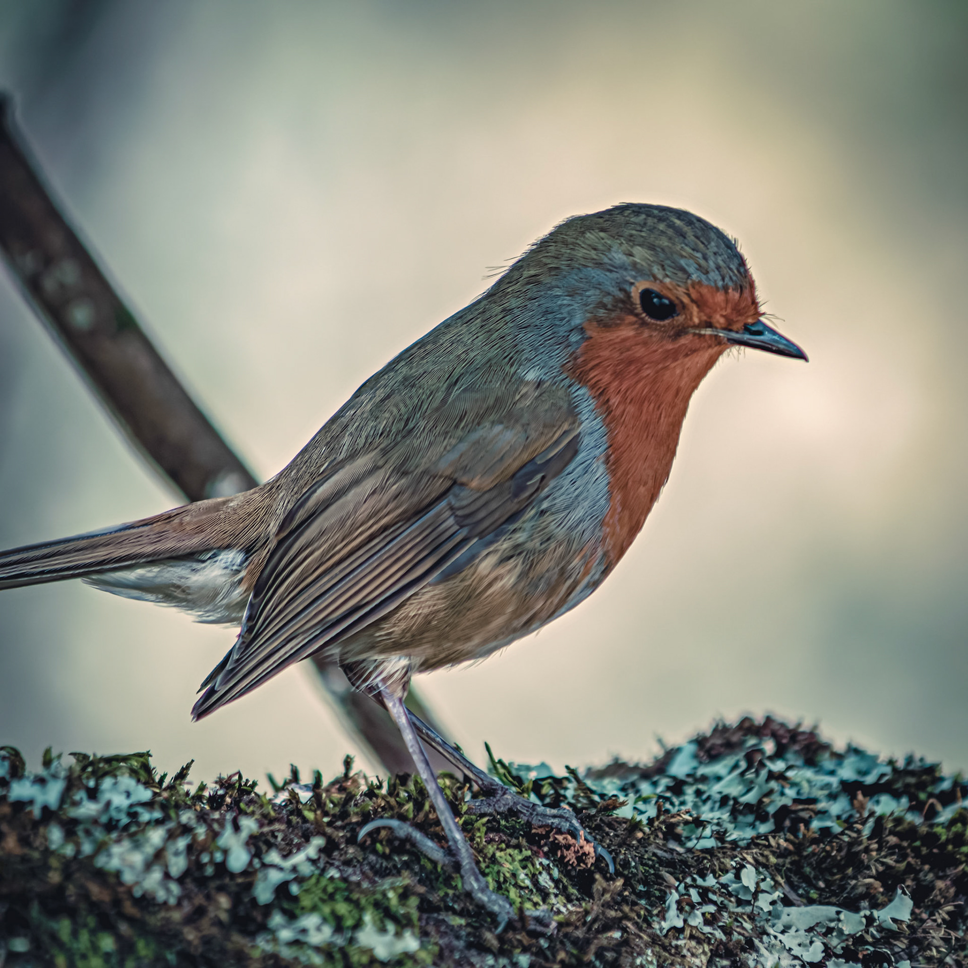 Erithacus rubecula