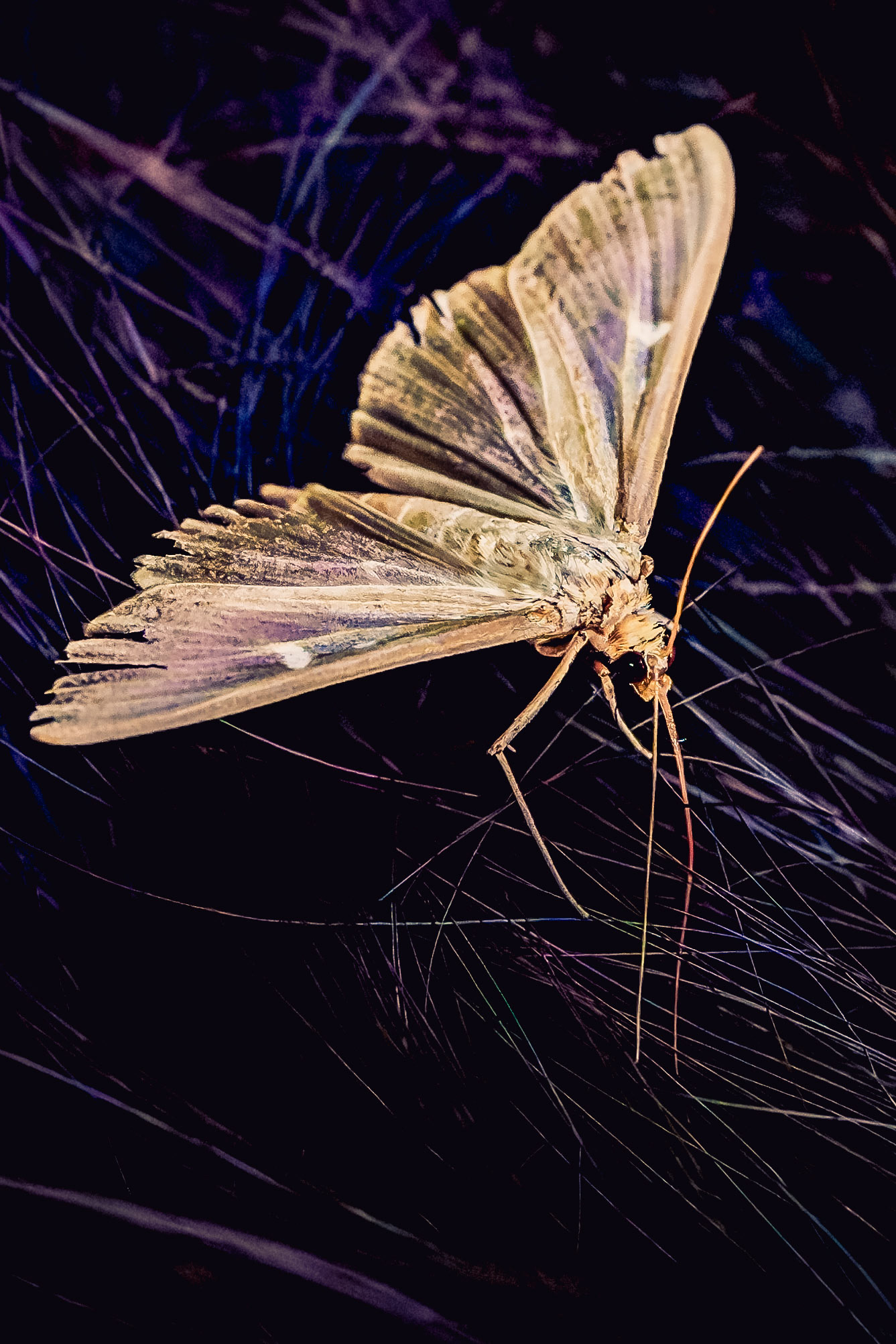 Cydalima perspectalis