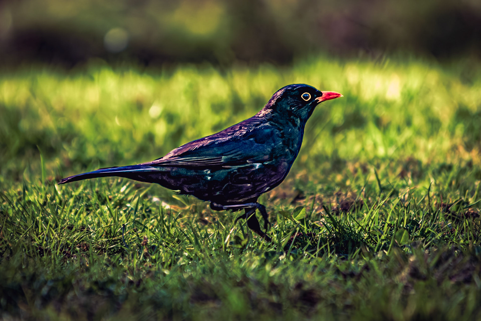 Turdus merula macho