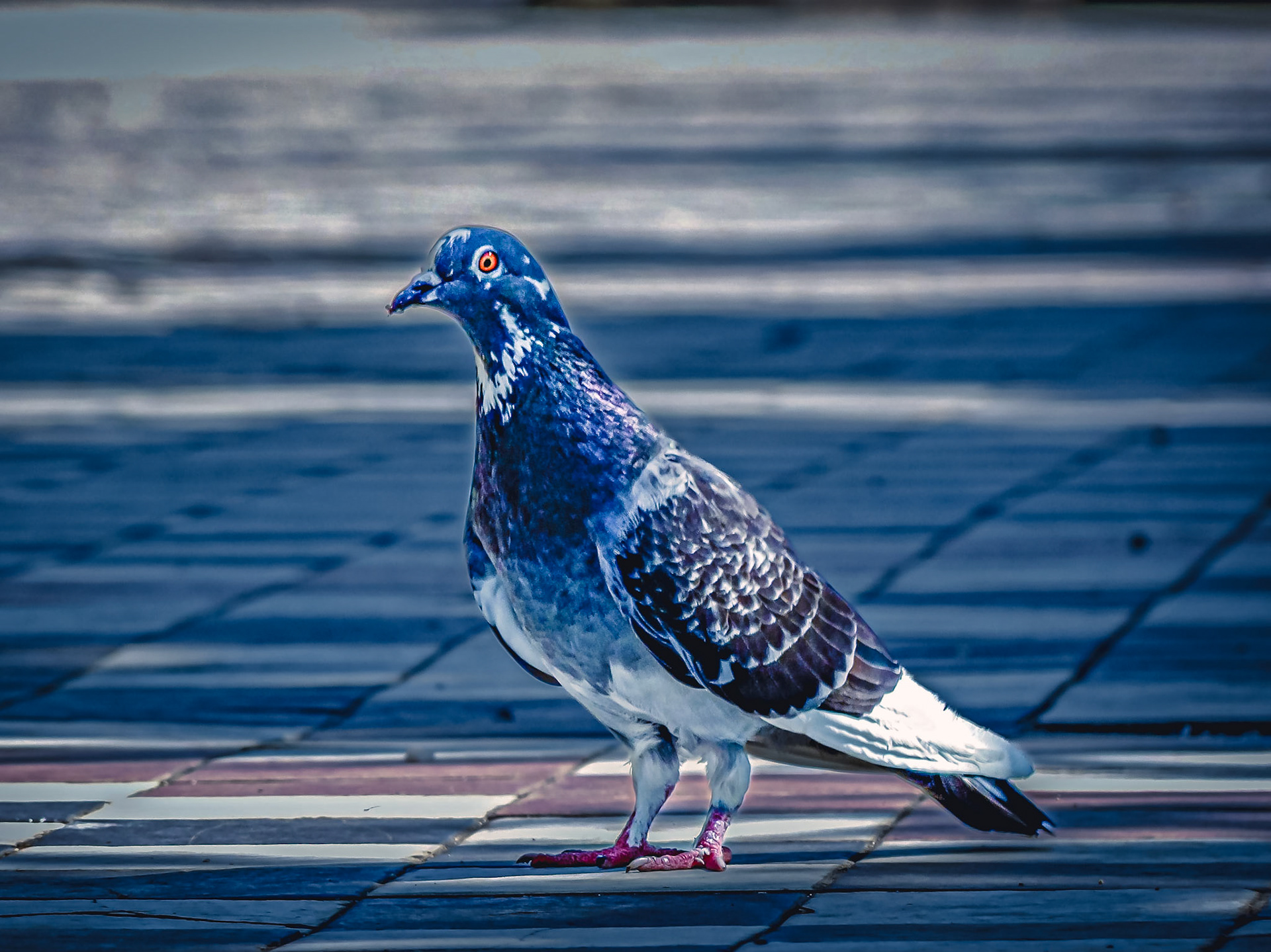 Columba livia domestica