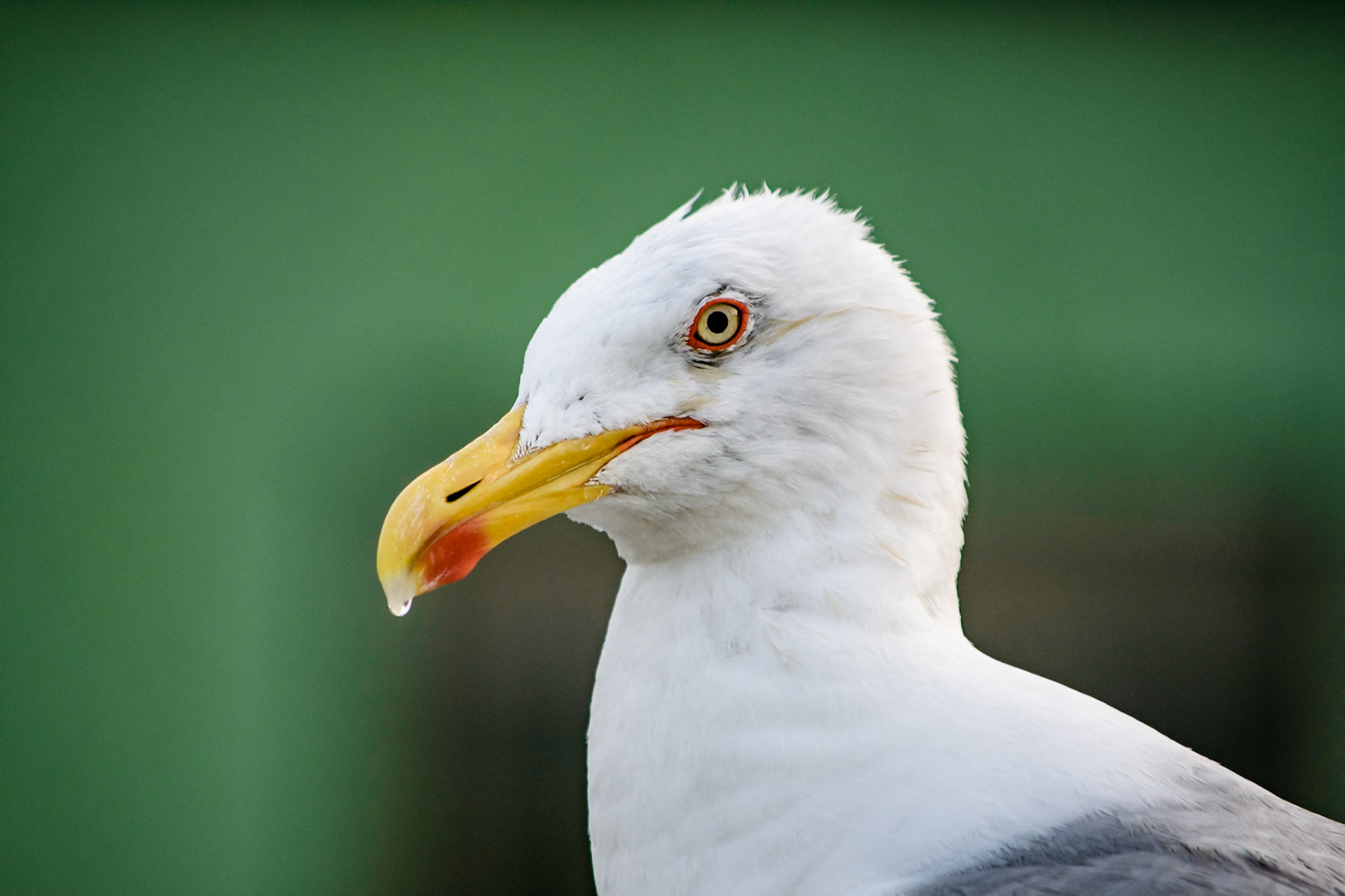 Larus dominicanus