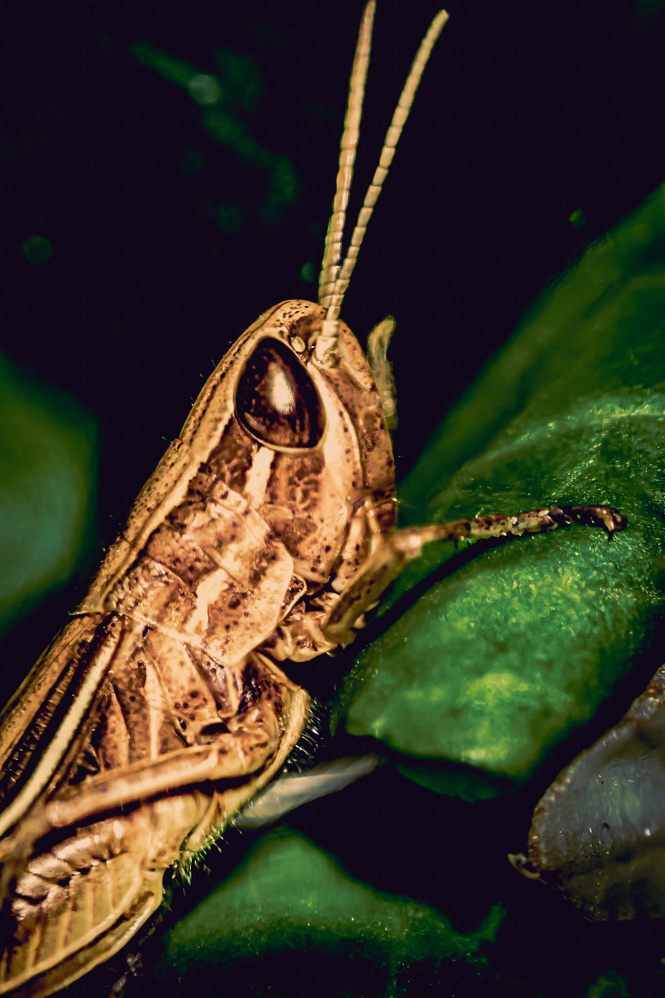 Caelifera