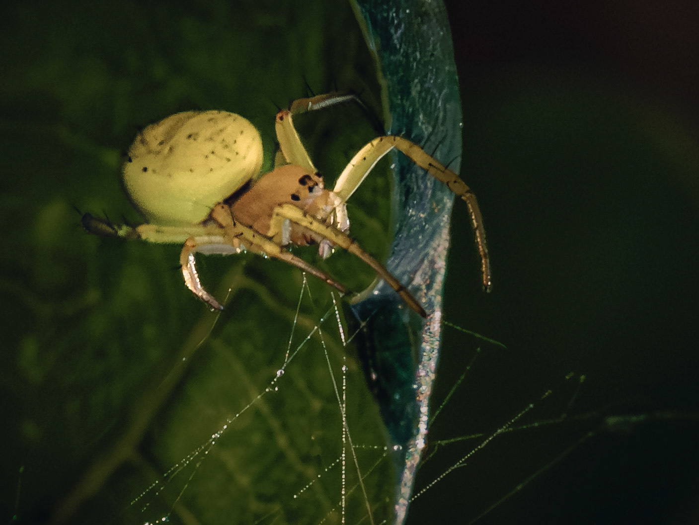 Araniella cucurbitina