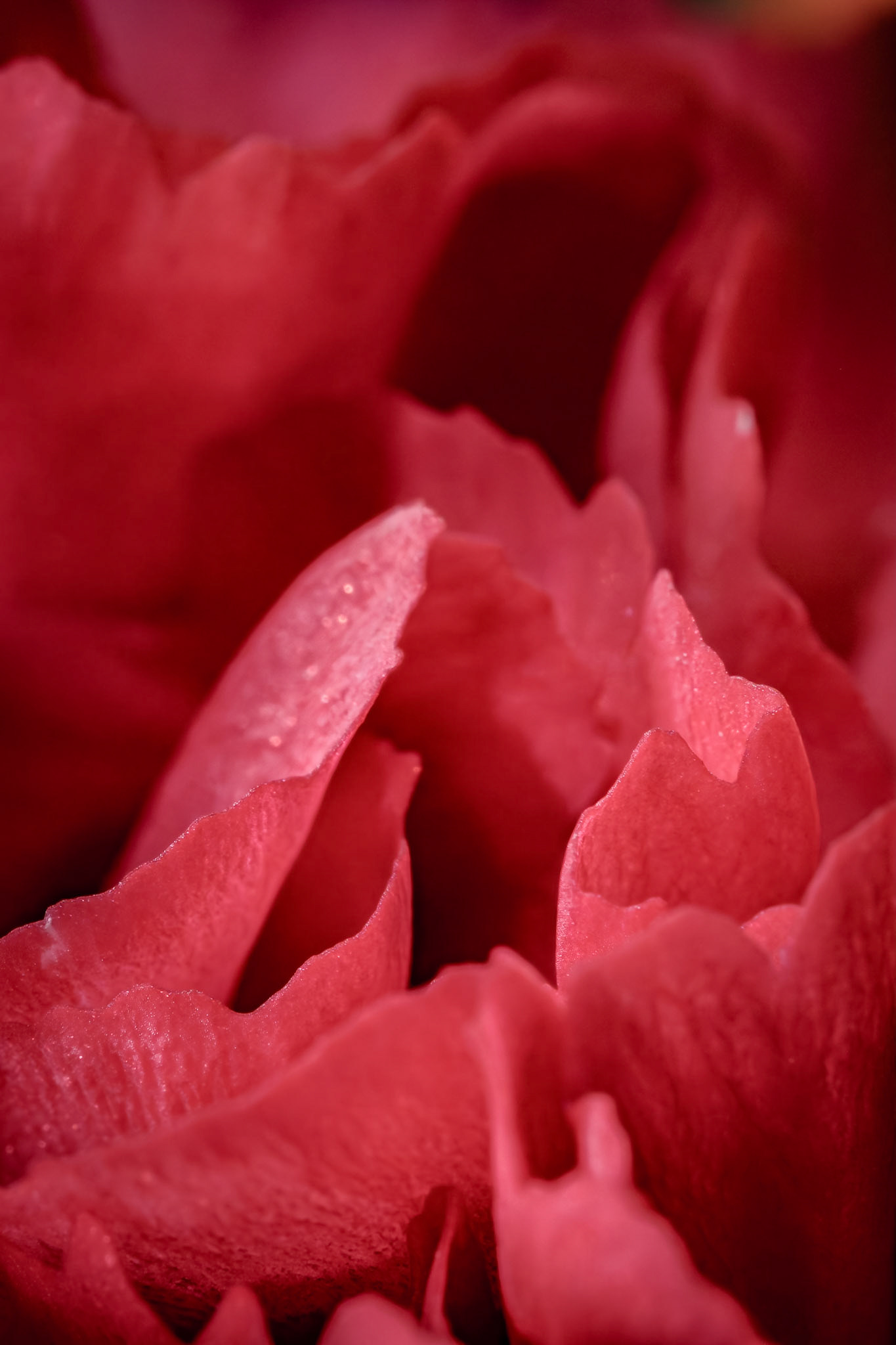 Dianthus caryophyllus