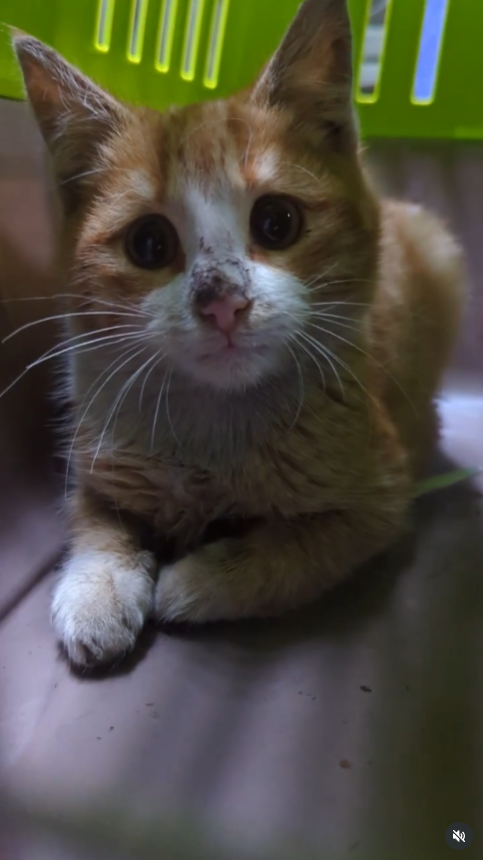 Little Orange Kitten