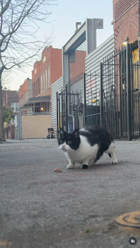 Street-Smart Cat