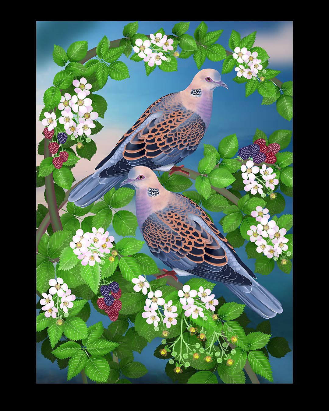 Turtle Dove