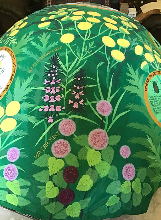 Detail of tansy beetle food plants which aren't tansy.