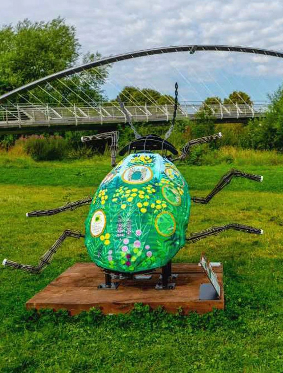 Tansy Beetle at Millennium Bridge Park, York 