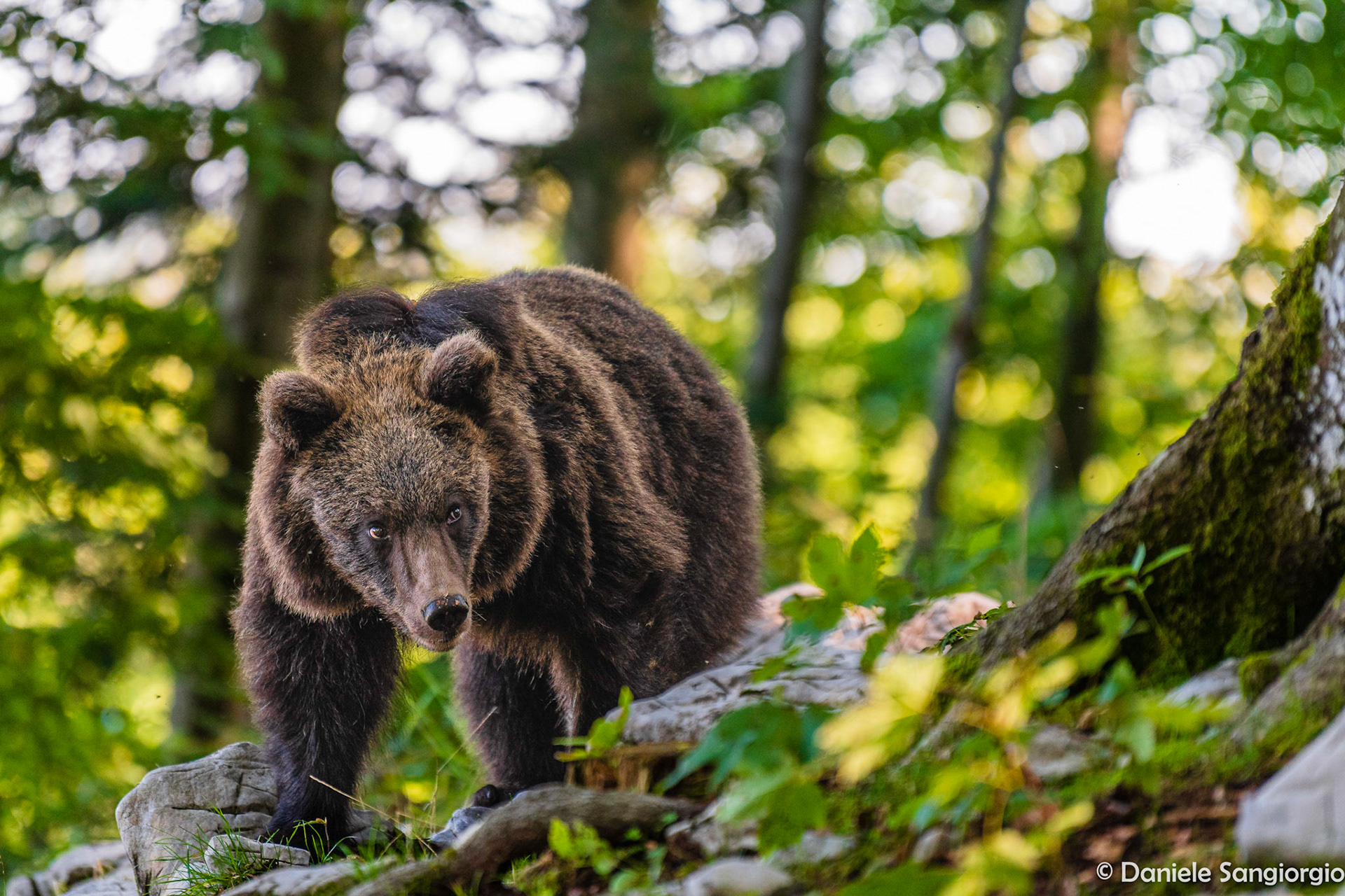 Watchful look of the bear