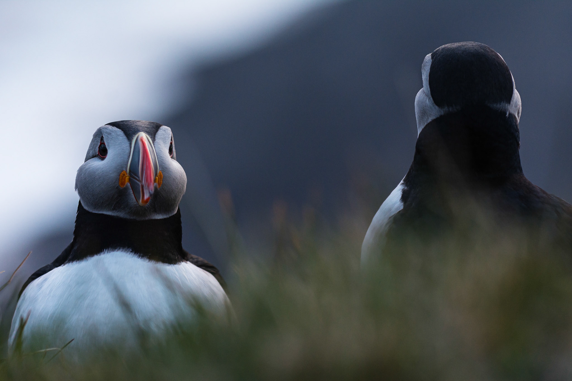 Puffins angry