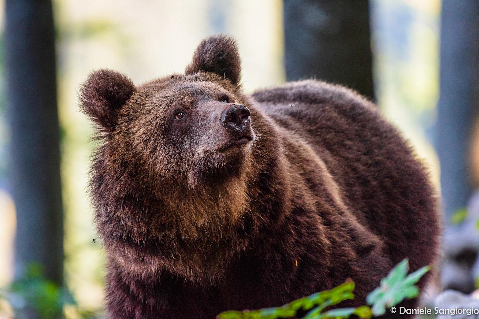 Sight bear's