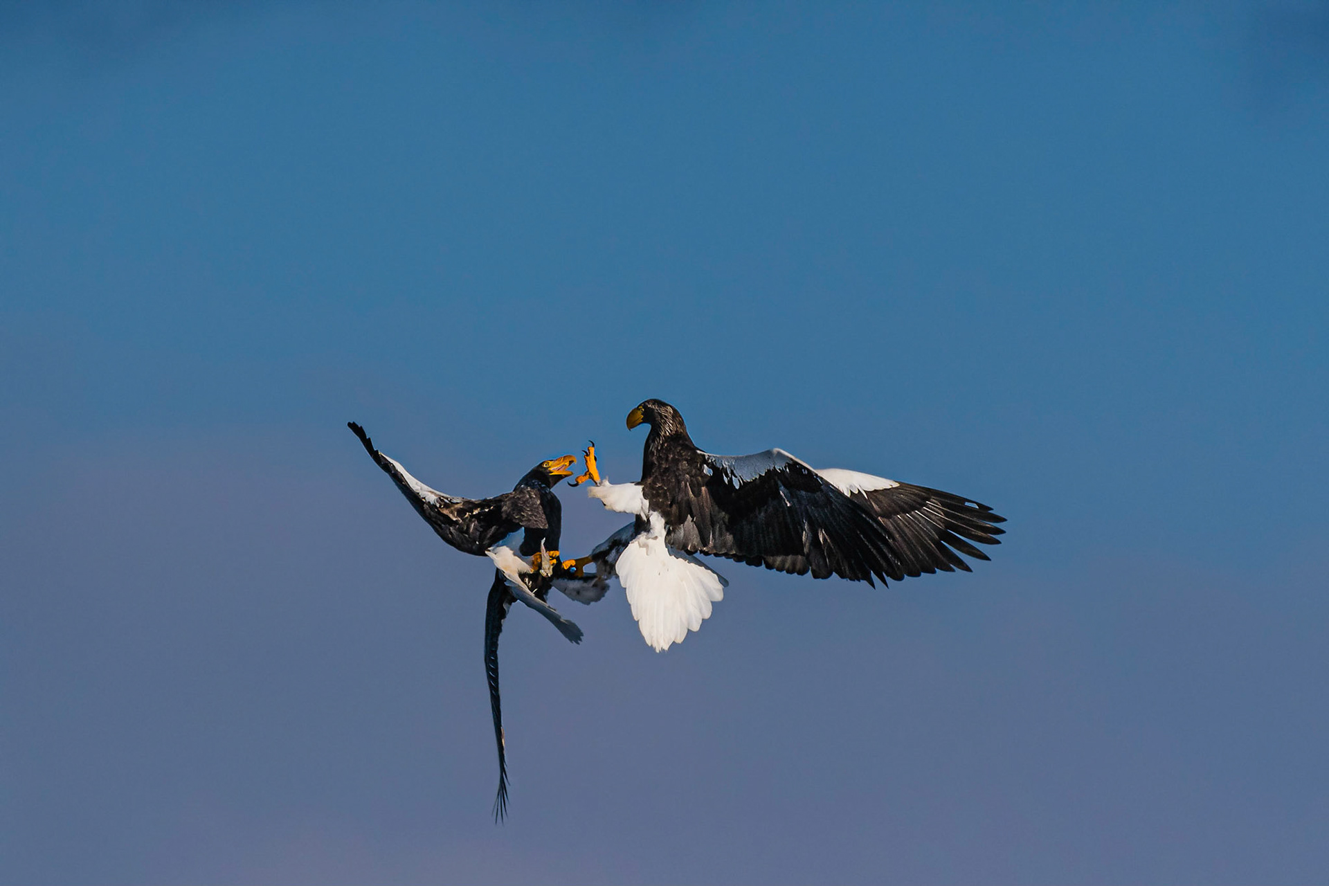 Fighting in the air_2