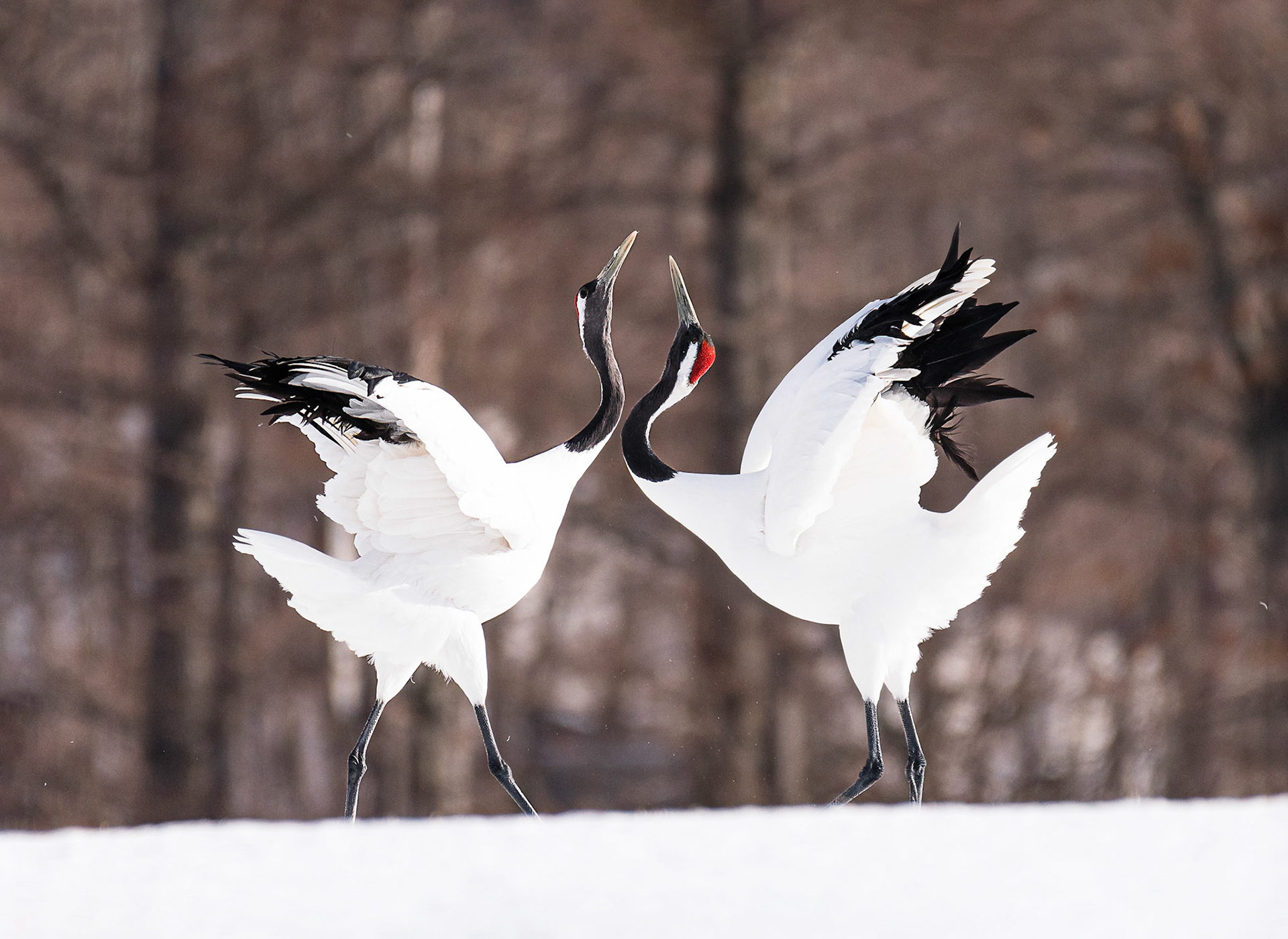 The courting of cranes