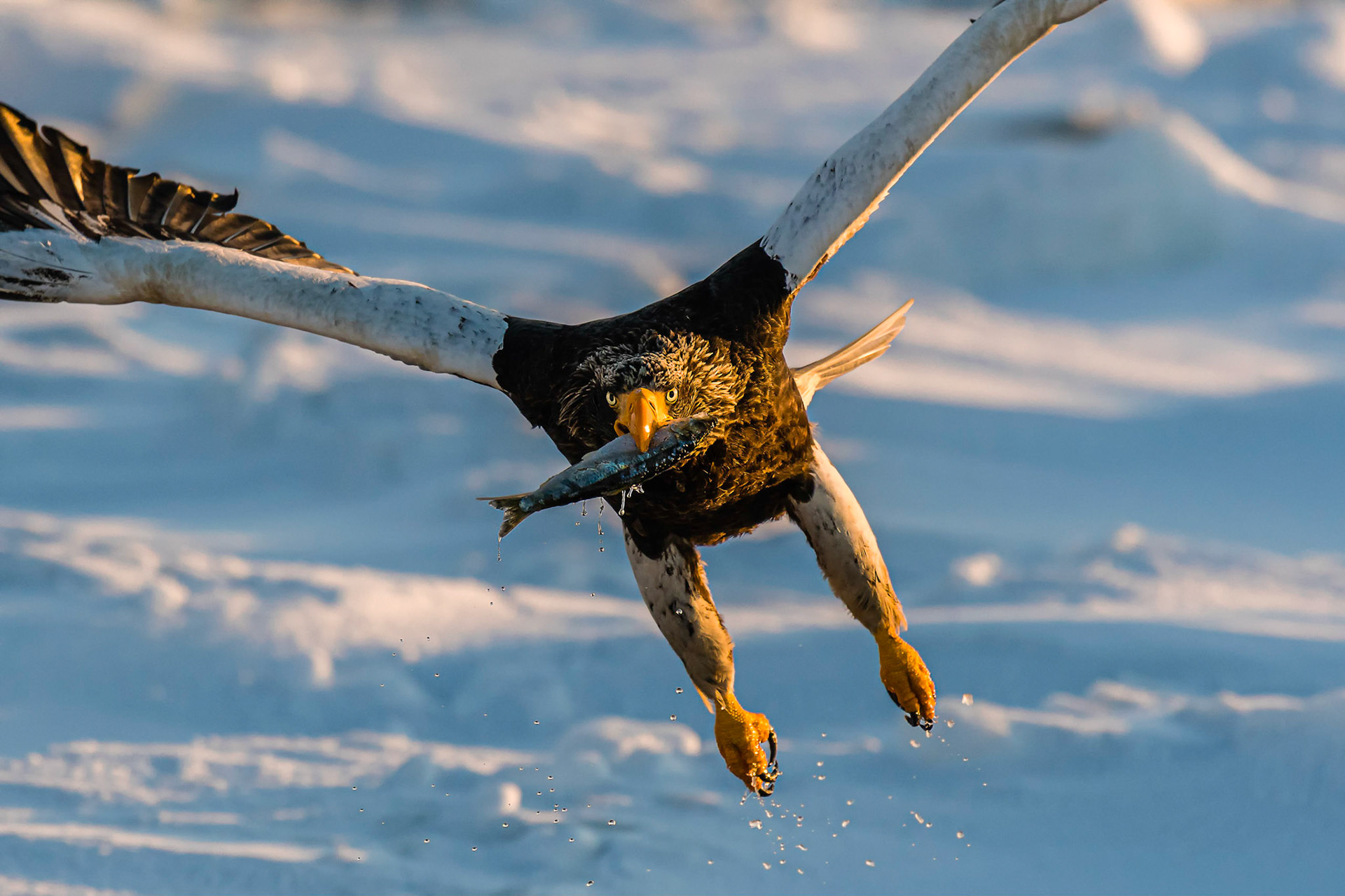 Bite and flee
