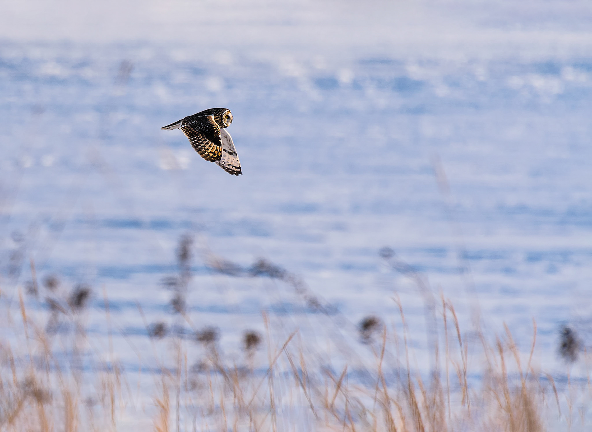 Lonely owl