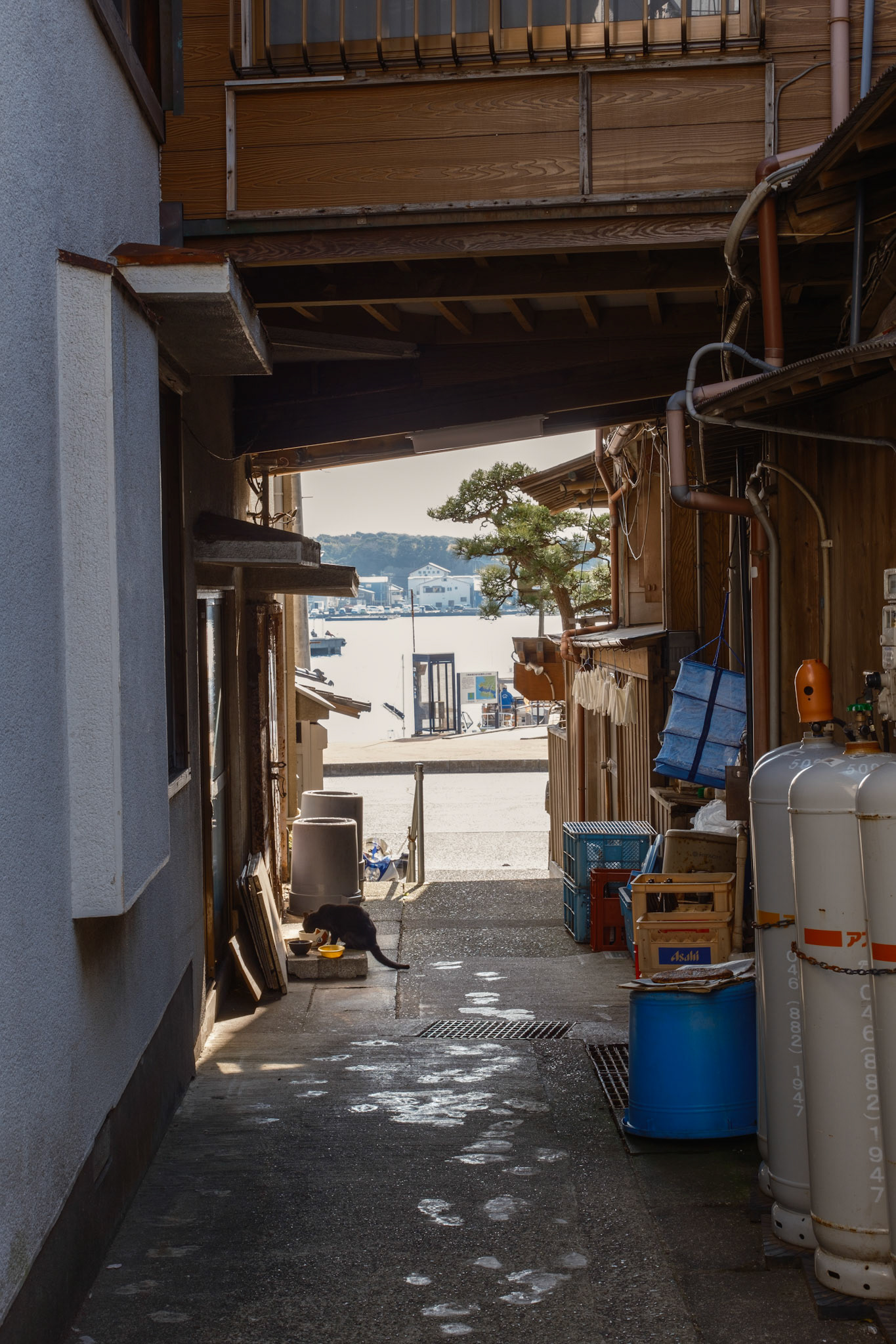 三崎港 / Misaki fishing port