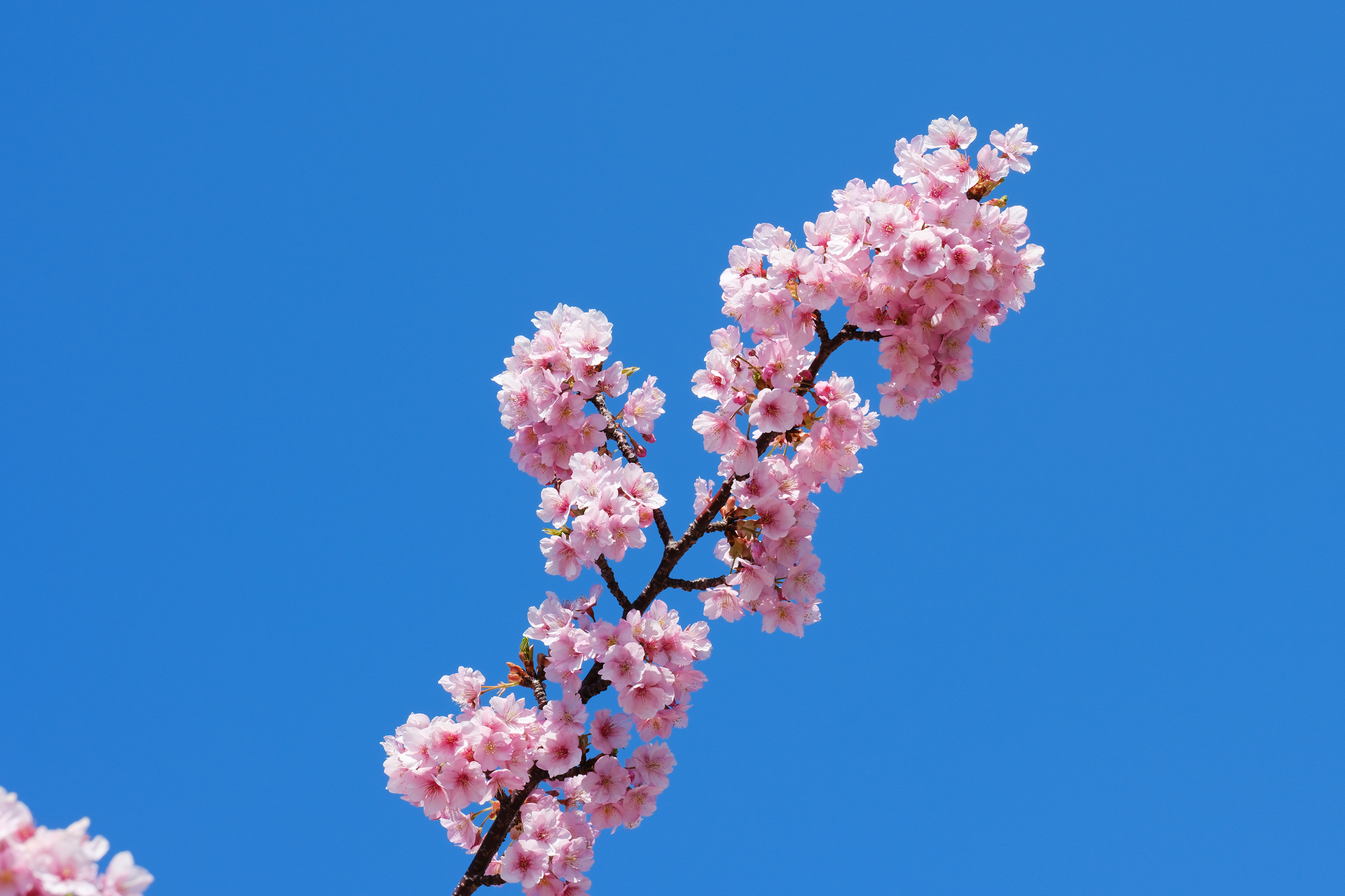 桜 / Cherry blossom