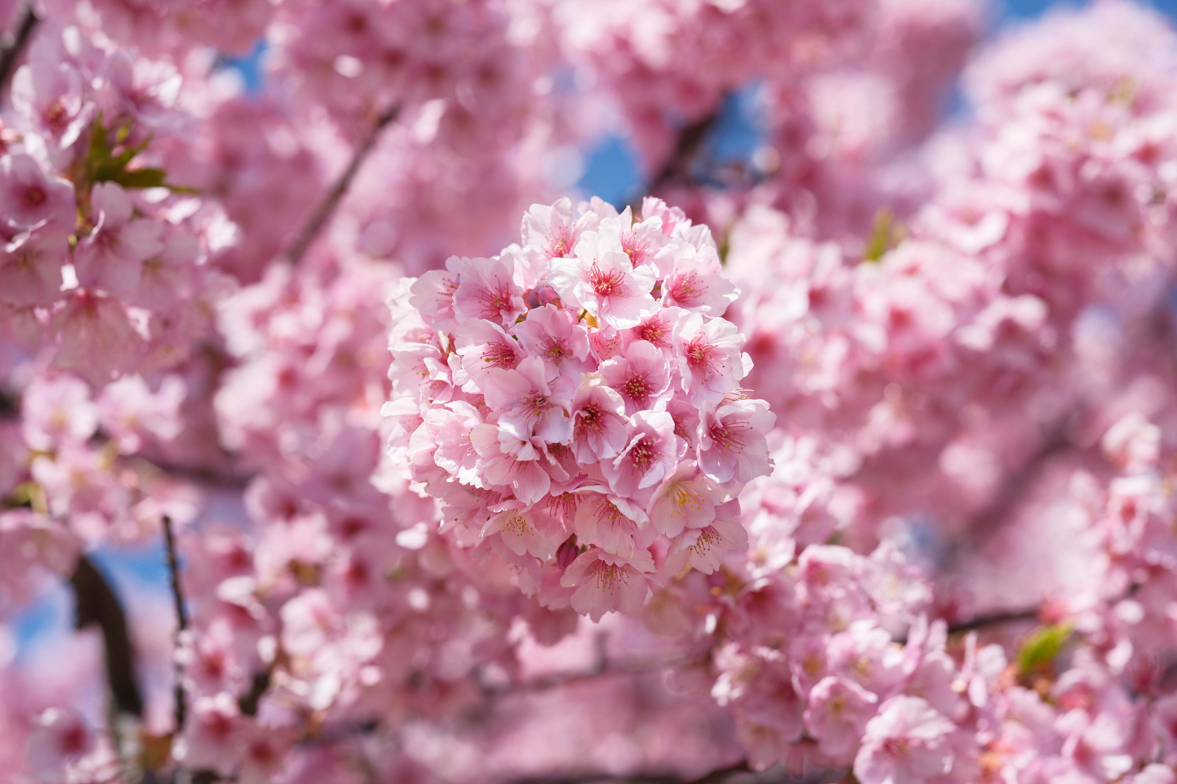 桜 / Cherry blossom