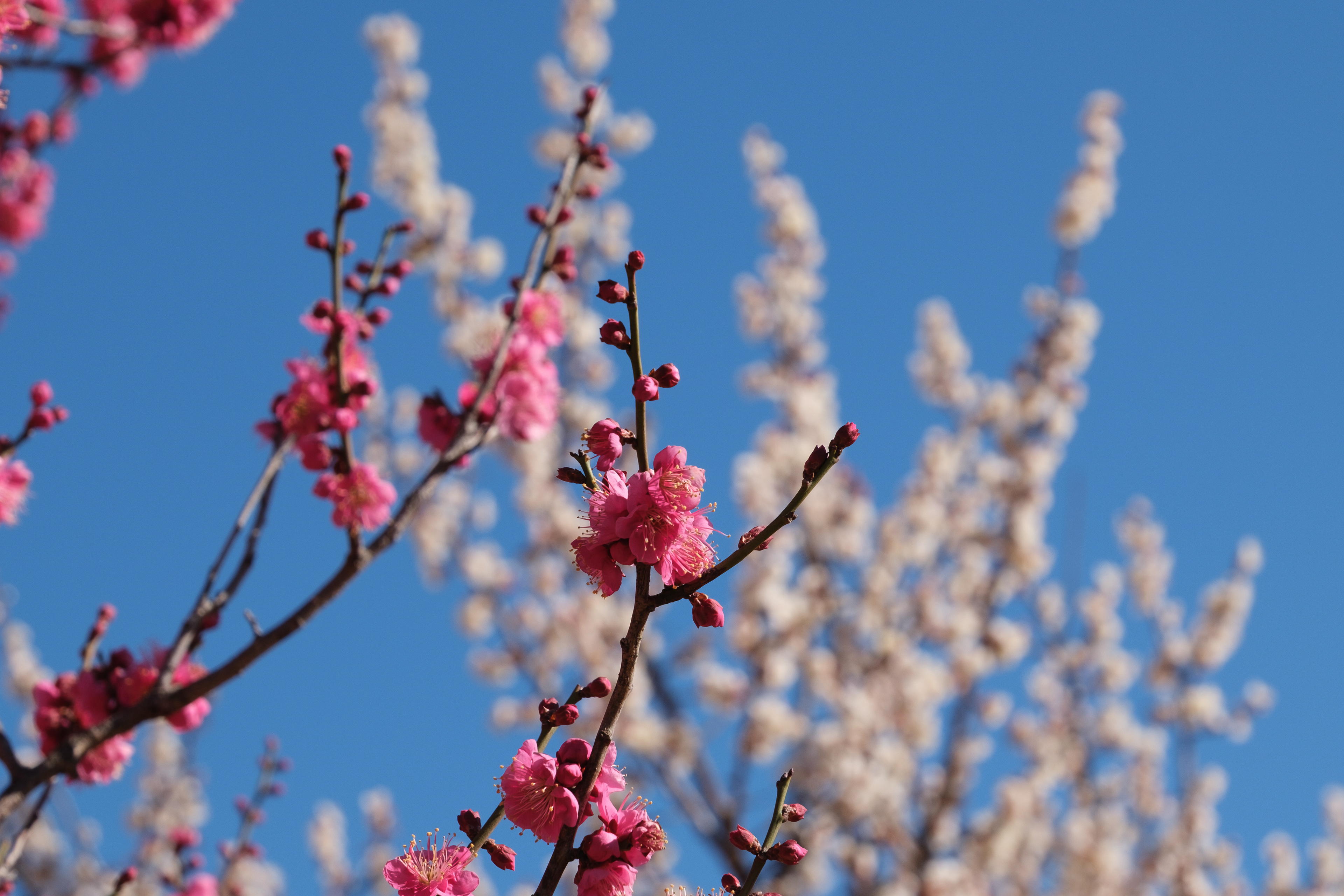 梅の花 / Japanese apricot blossom