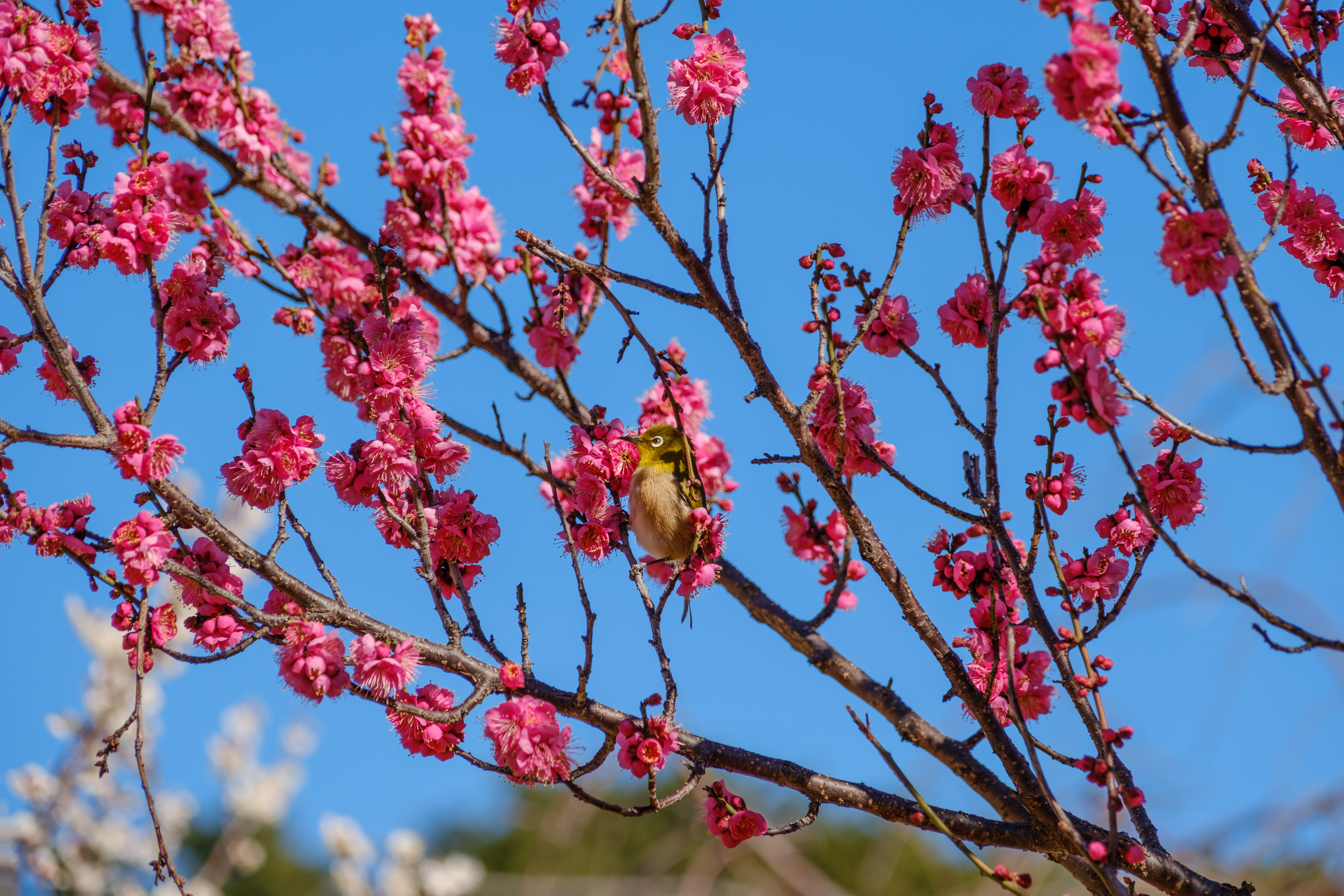 梅の花 / Japanese apricot blossom