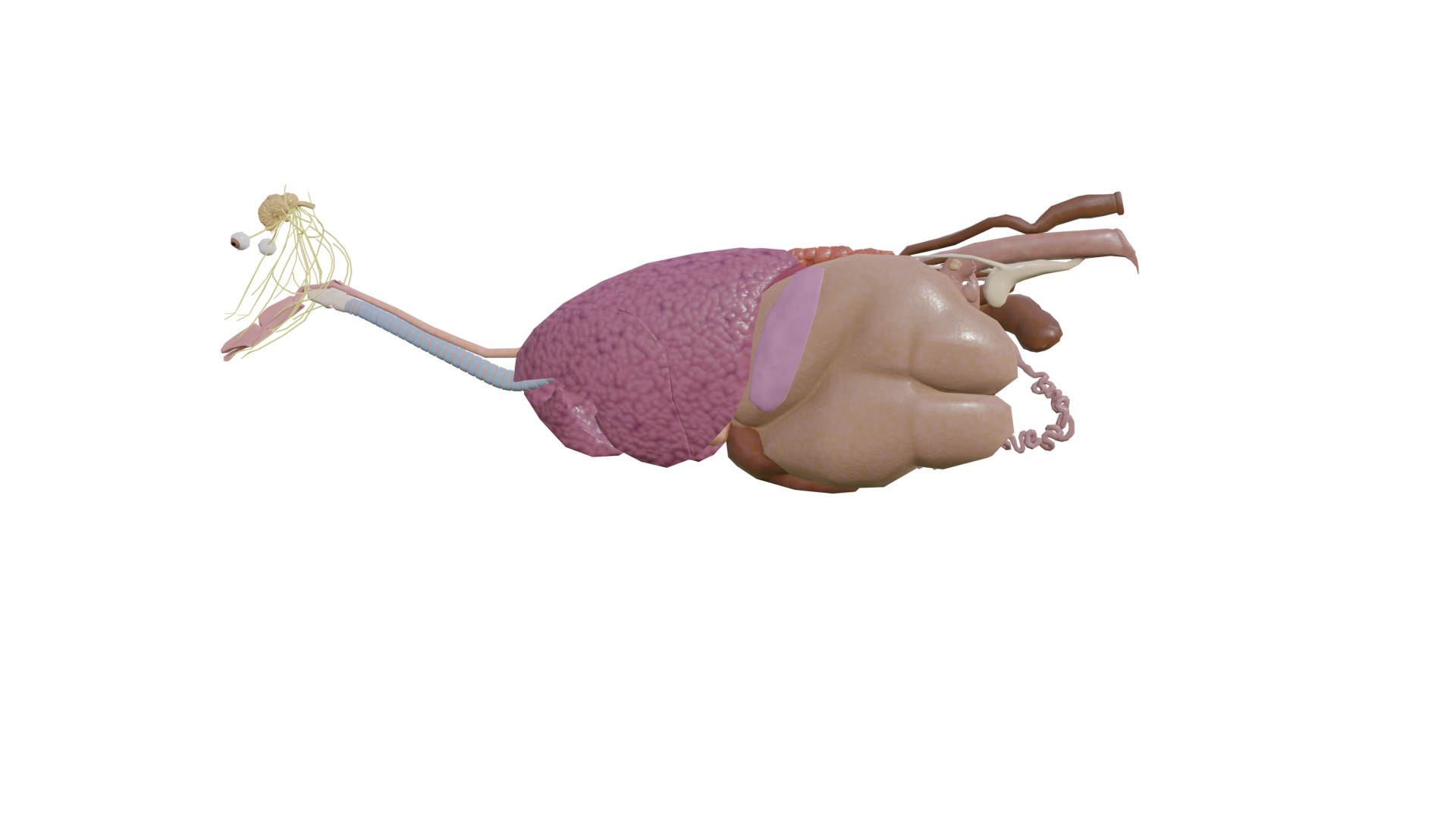 Cow internal organs