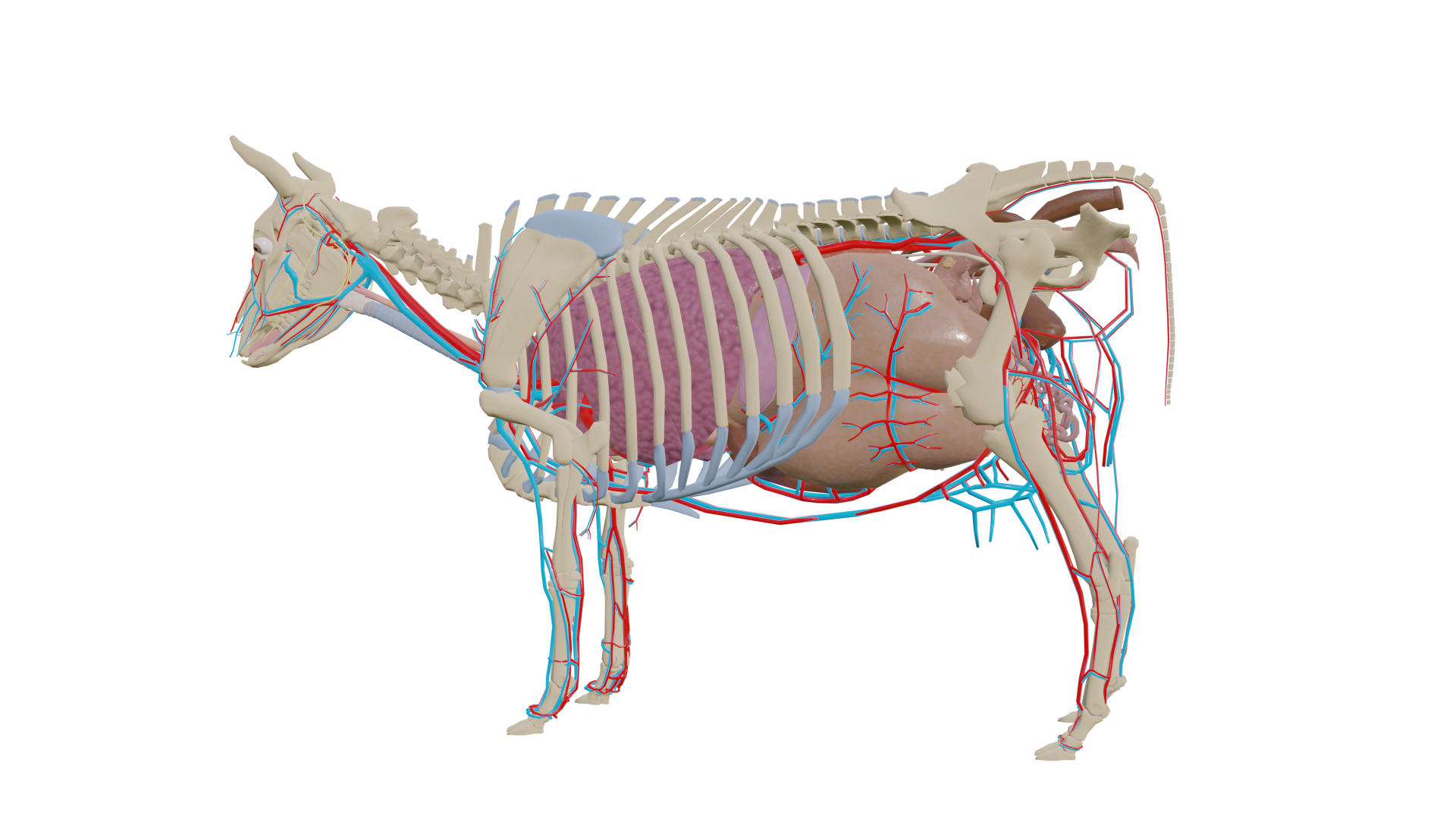 Biology System of the cow